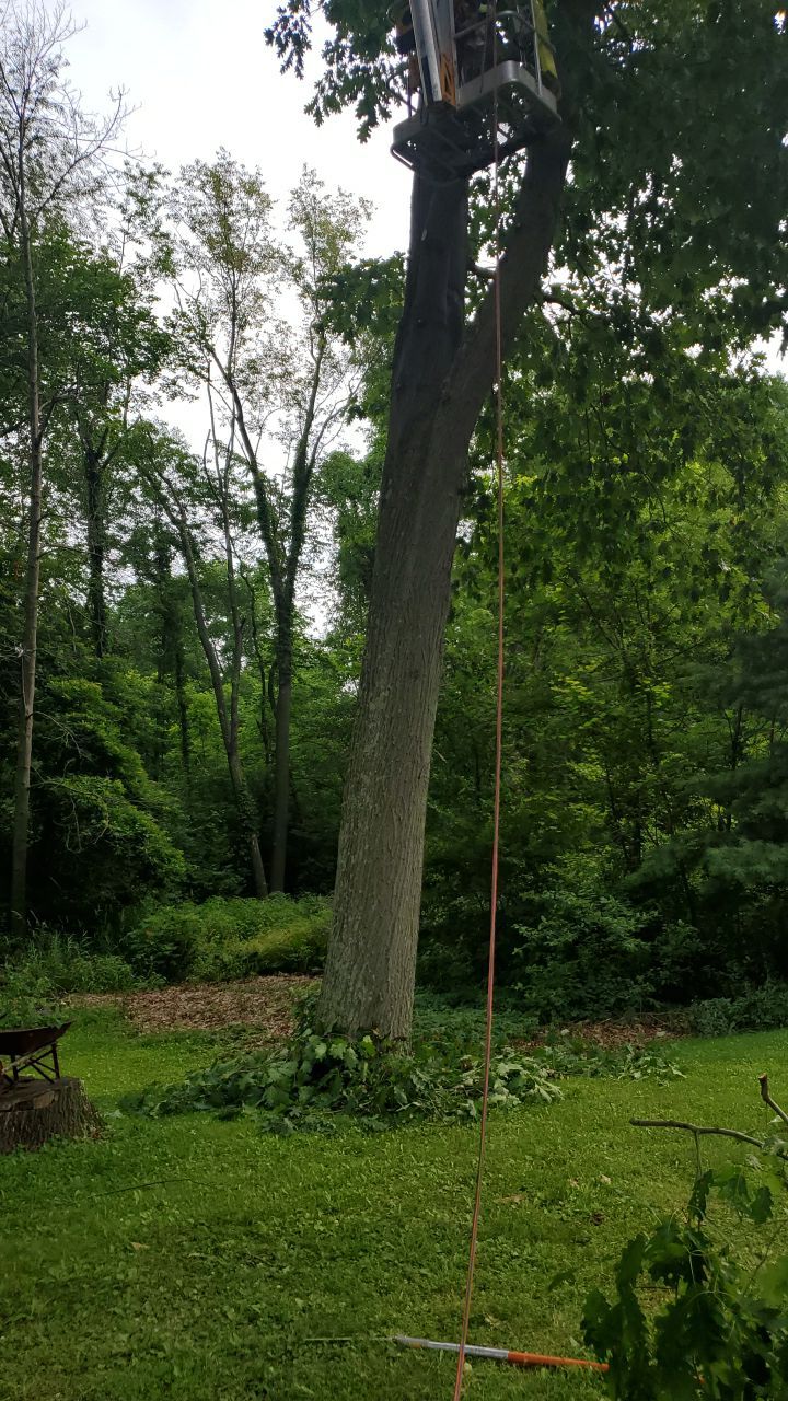 Tree Trimming by Mike Jones & Sons Tree Service LLC 