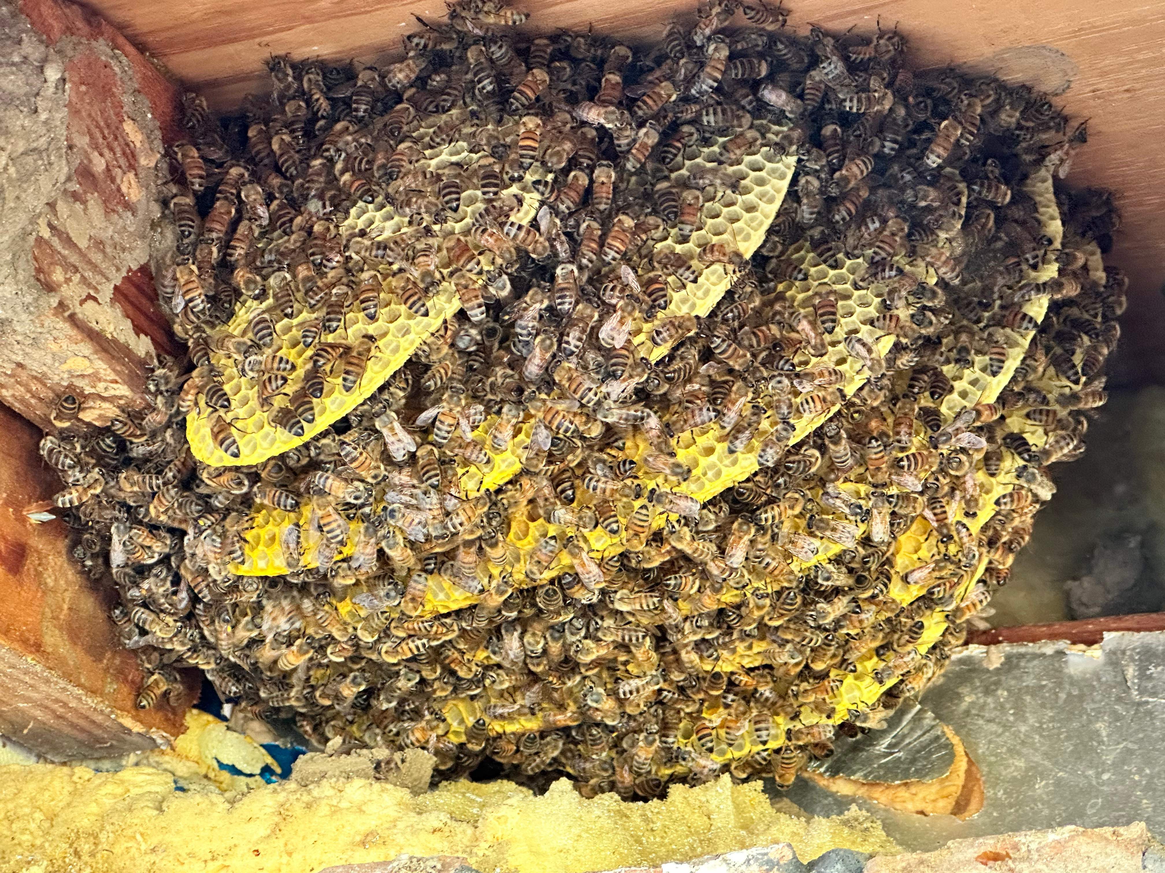 Caged Queen by Rockwall Honey Bee Company