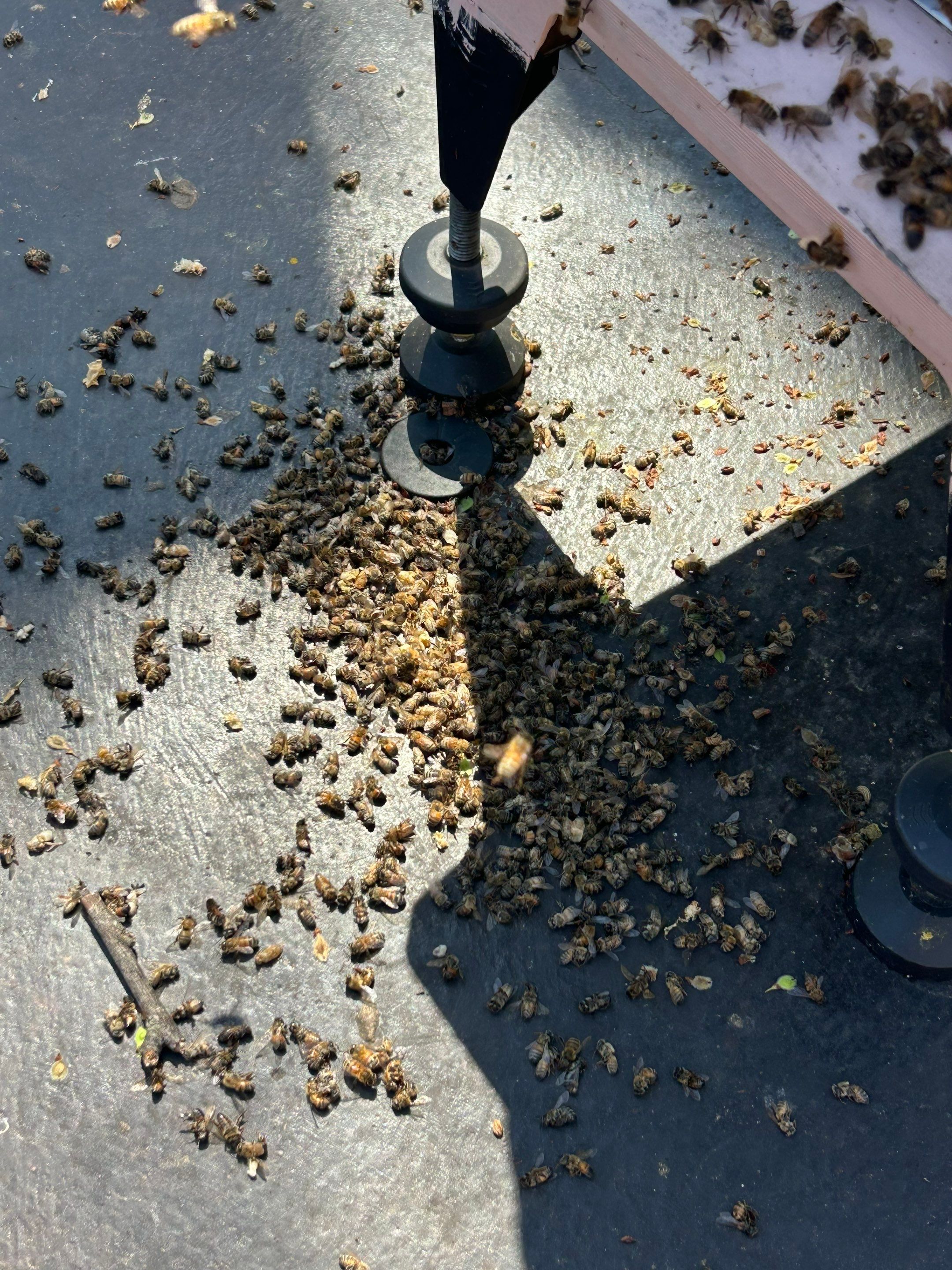 Ravine Terrace, Bees by Rockwall Honey Bee Company