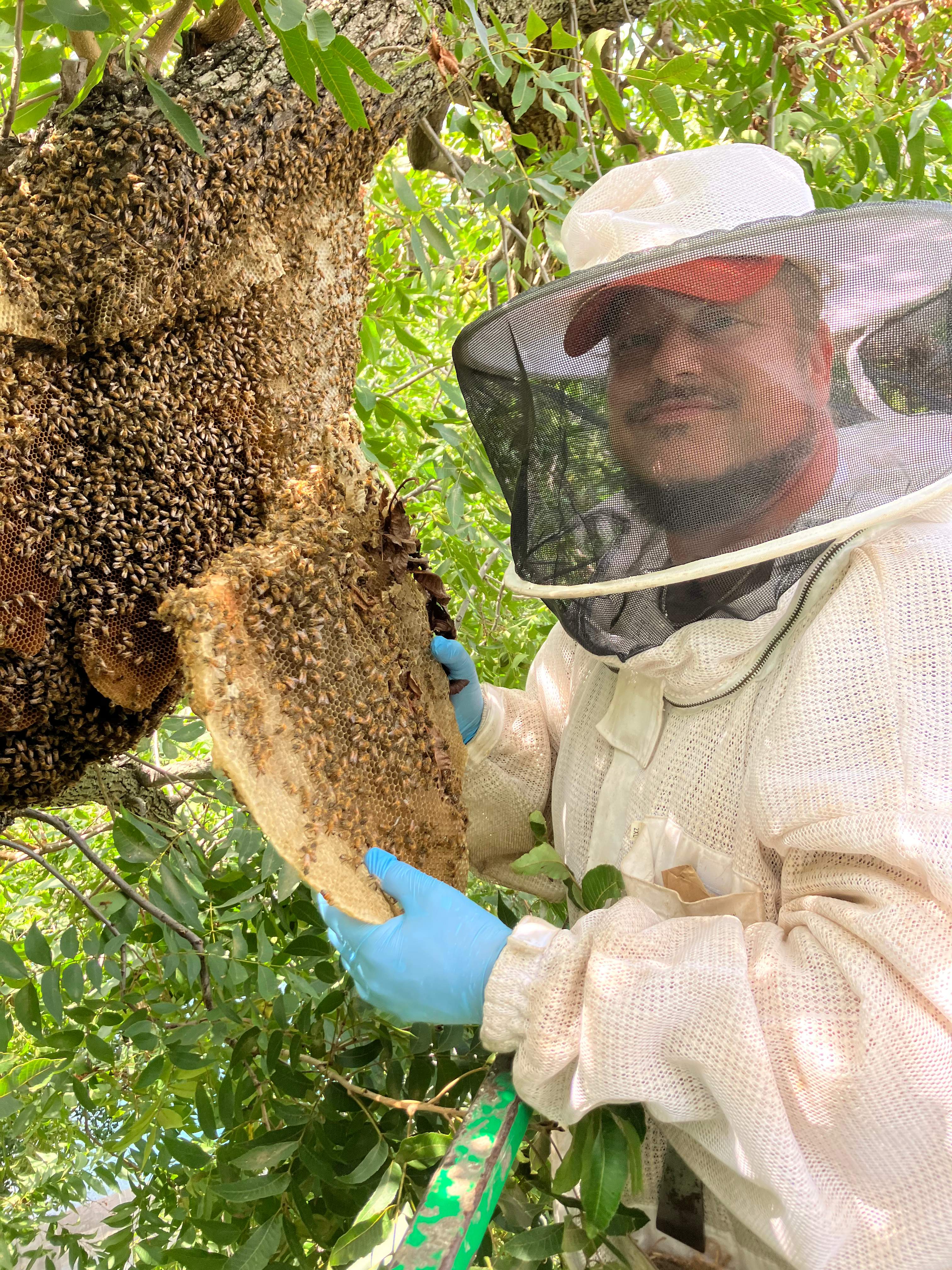 Open-Air Massive Colony by Rockwall Honey Bee Company