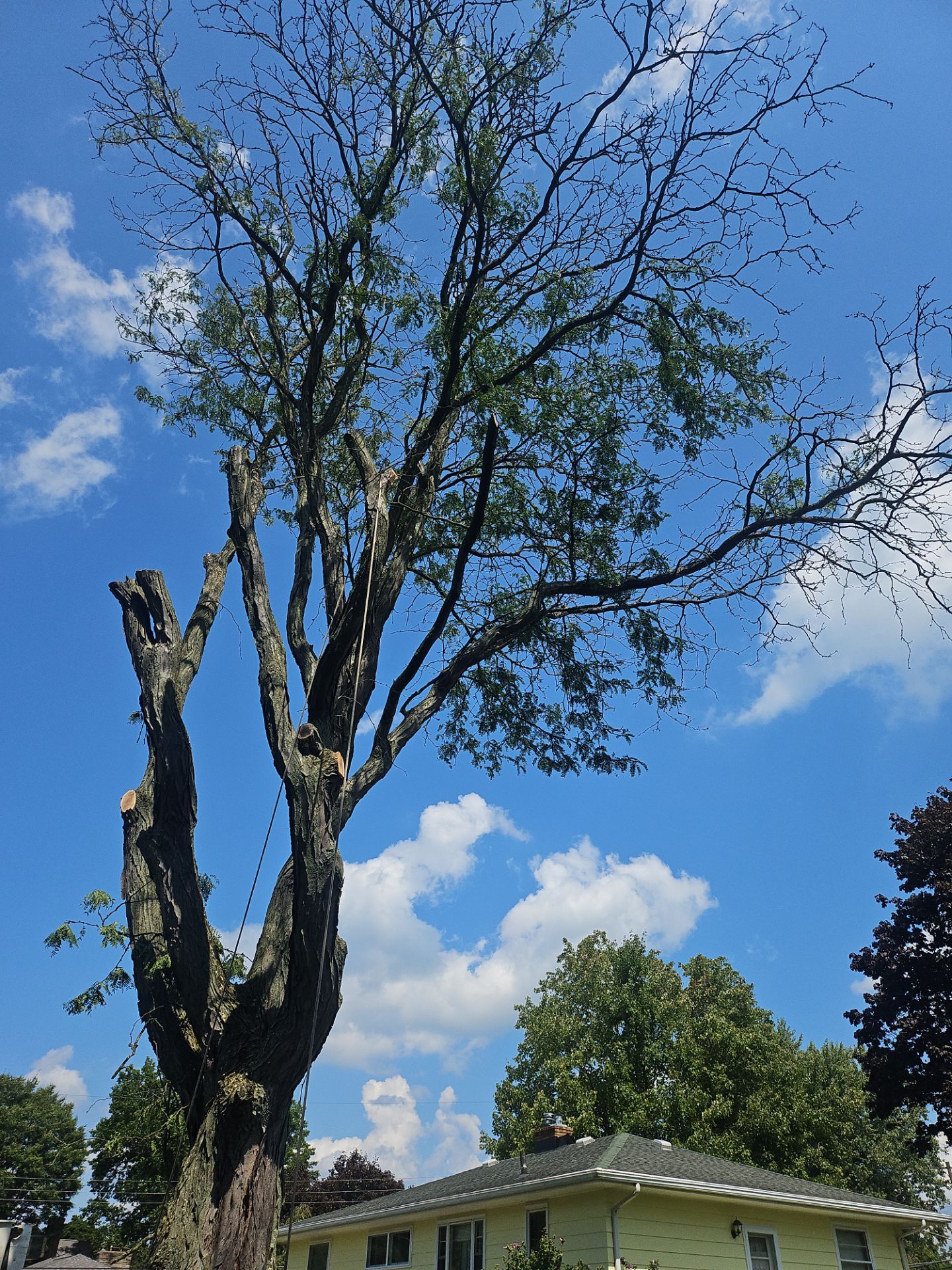 Tree Removal using Tree Removal by Mike Jones & Sons Tree Service LLC 