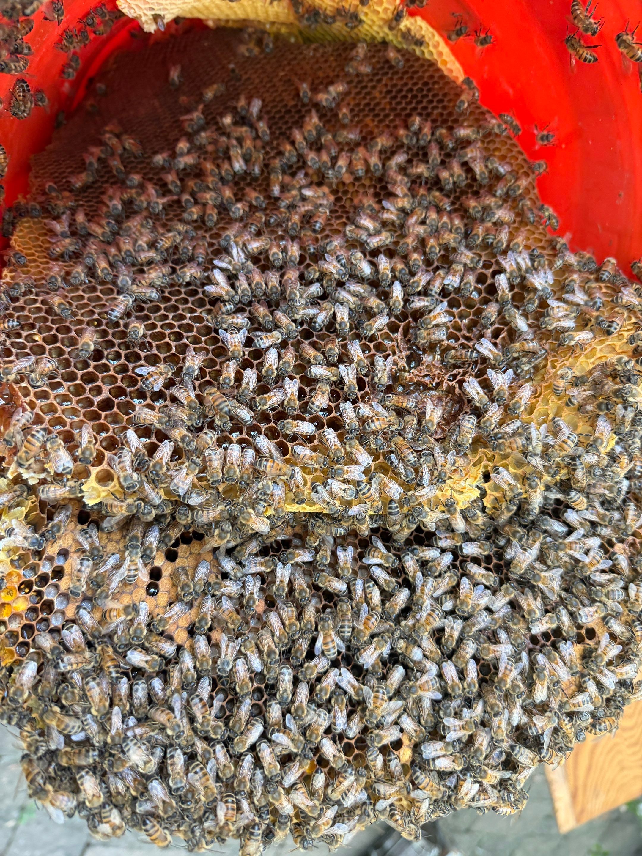 High Peak Bees by Rockwall Honey Bee Company