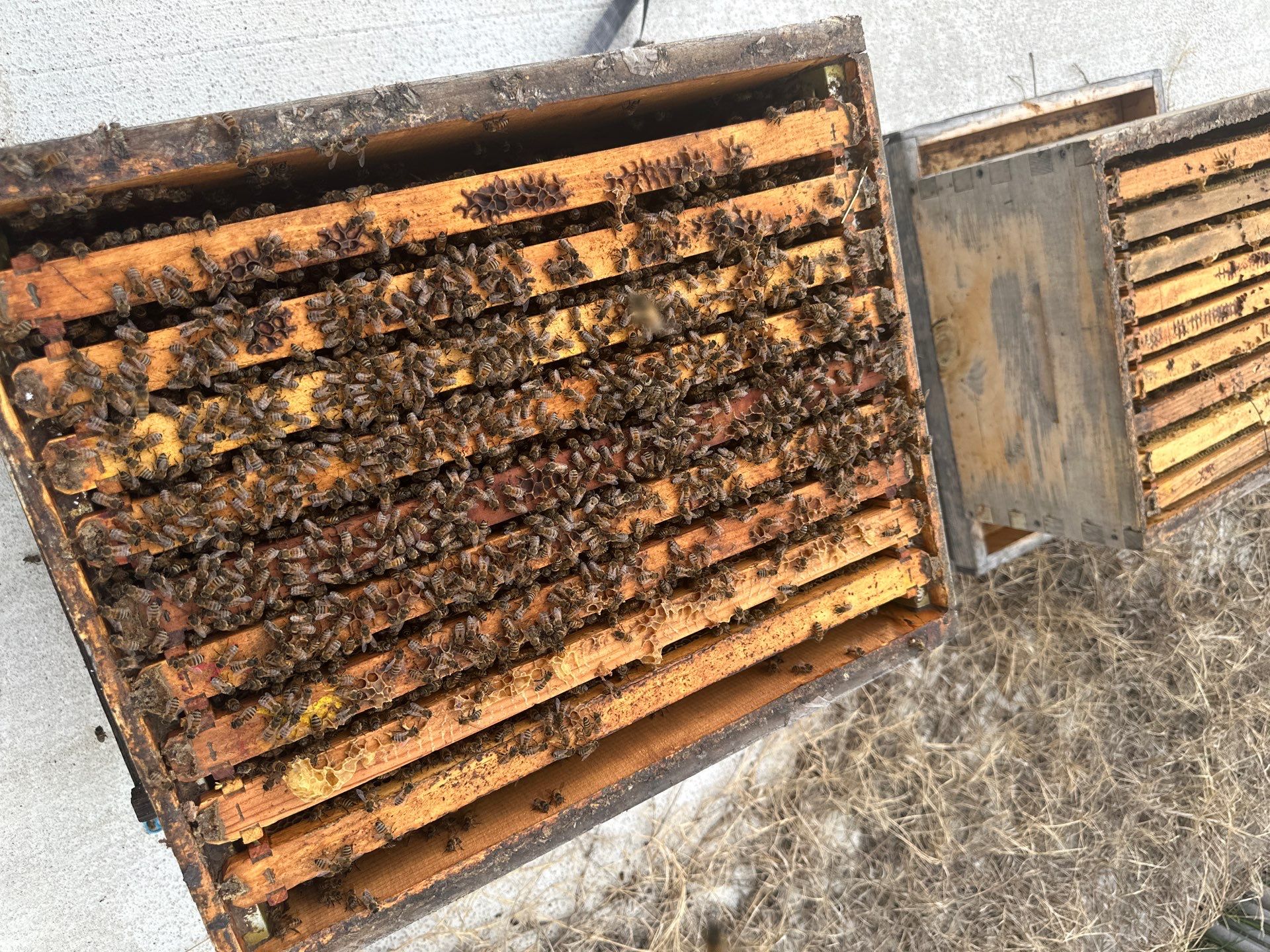 Bees at the Bank! by Rockwall Honey Bee Company