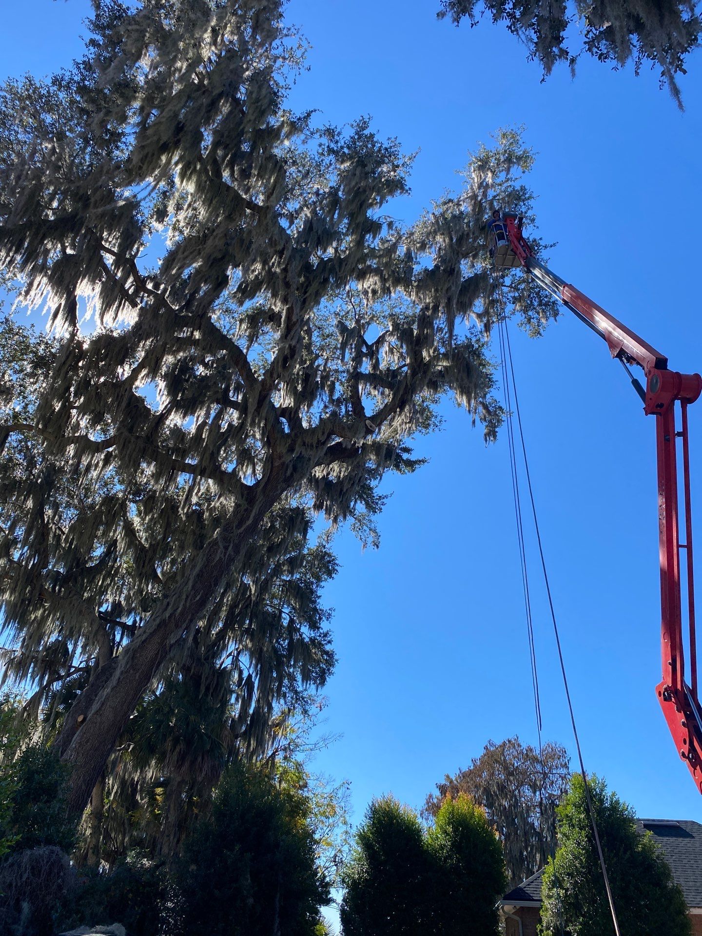 Residential | Tree Service by ProGreen Services