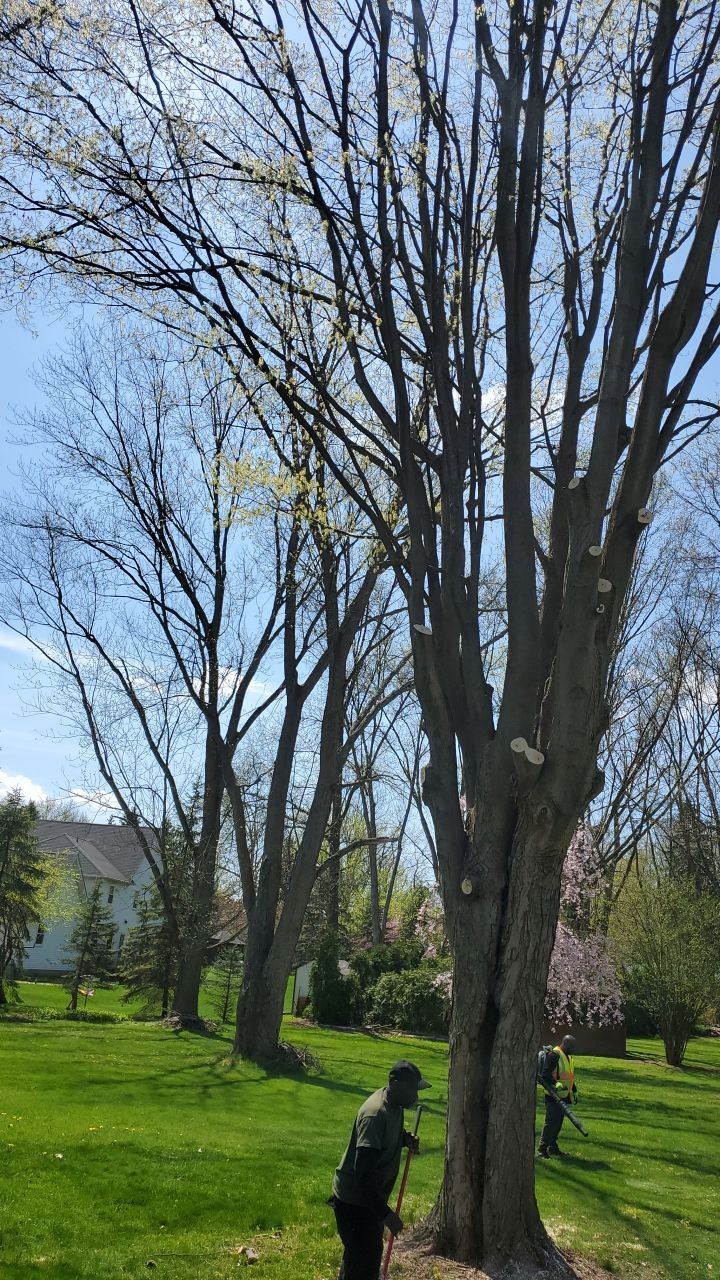 Tree Removal using Tree Removal by Mike Jones & Sons Tree Service LLC 