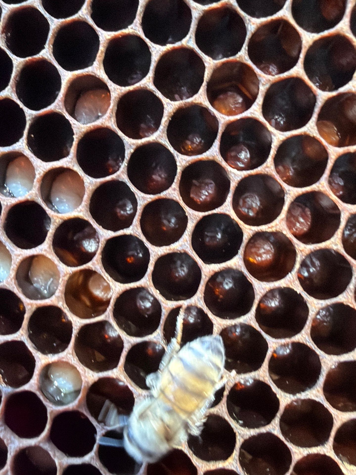 Backyard Survivor Stock by Rockwall Honey Bee Company