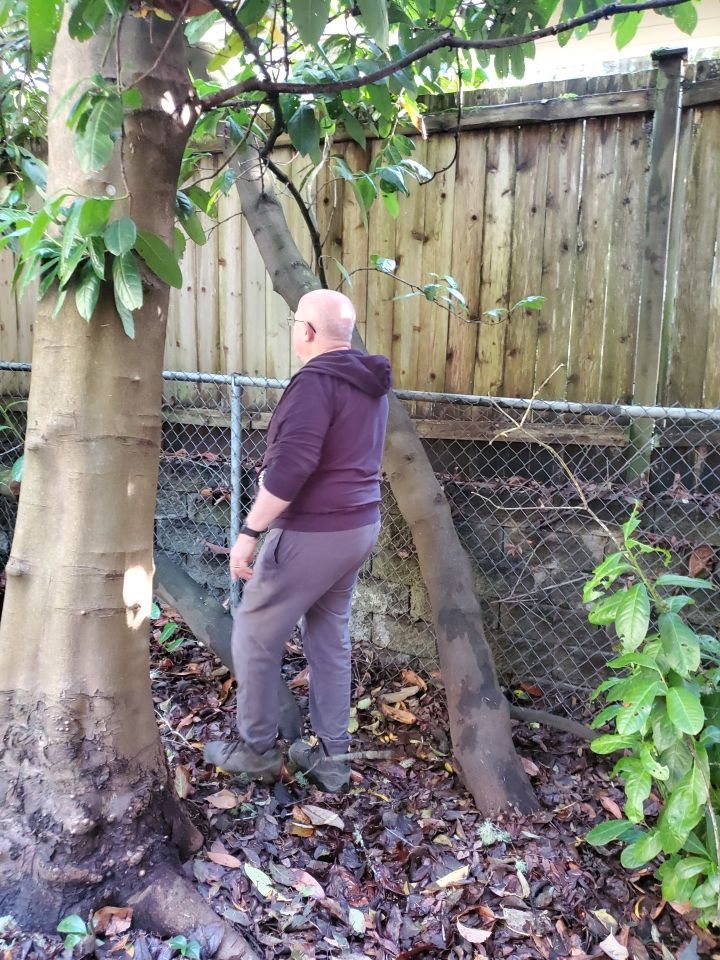 Tree Removal using Tree Removal by Mike Jones & Sons Tree Service LLC 