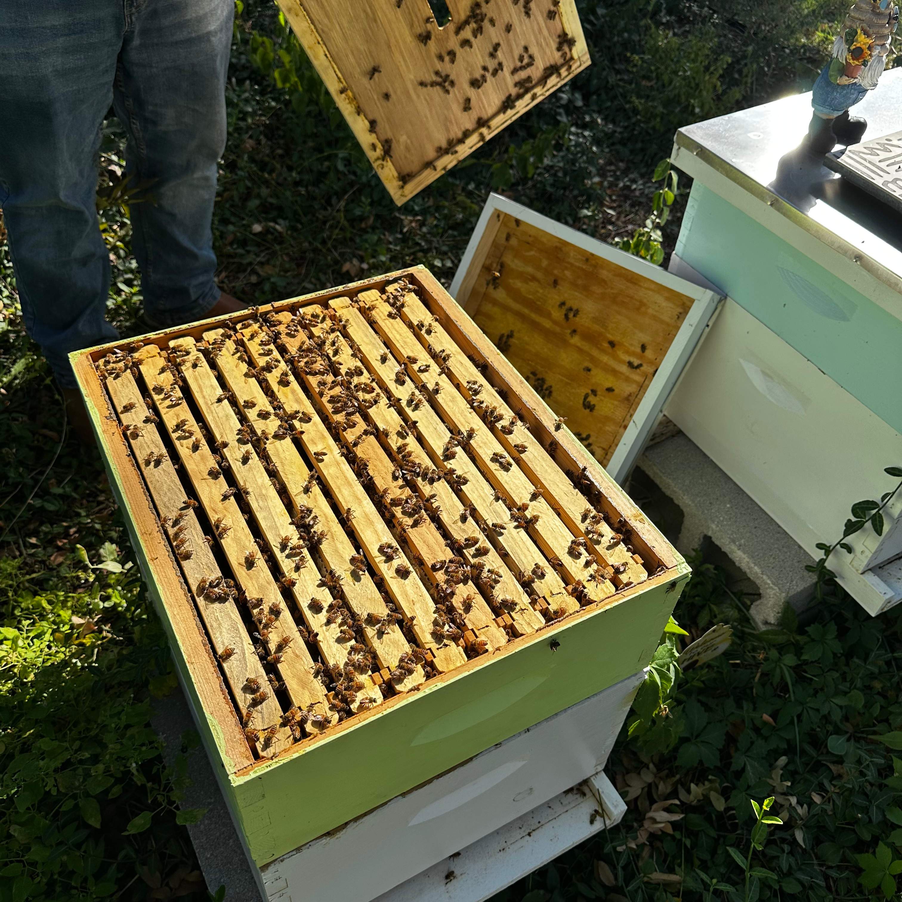 Final Beauty of 2024 by Rockwall Honey Bee Company