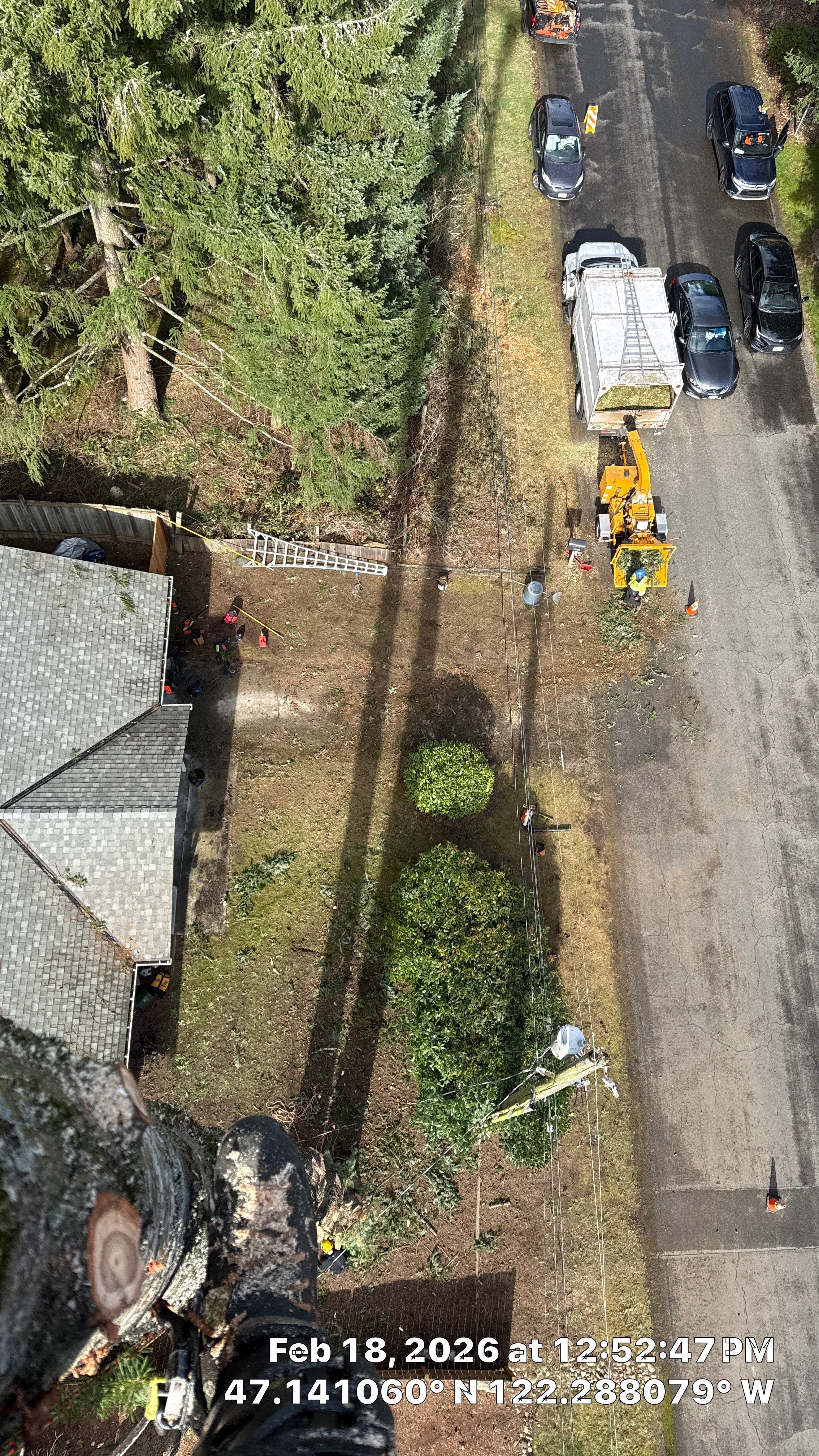 Large Fir Tree Removal Near Power Lines in Puyallup, WA by Sound Tree Care LLC