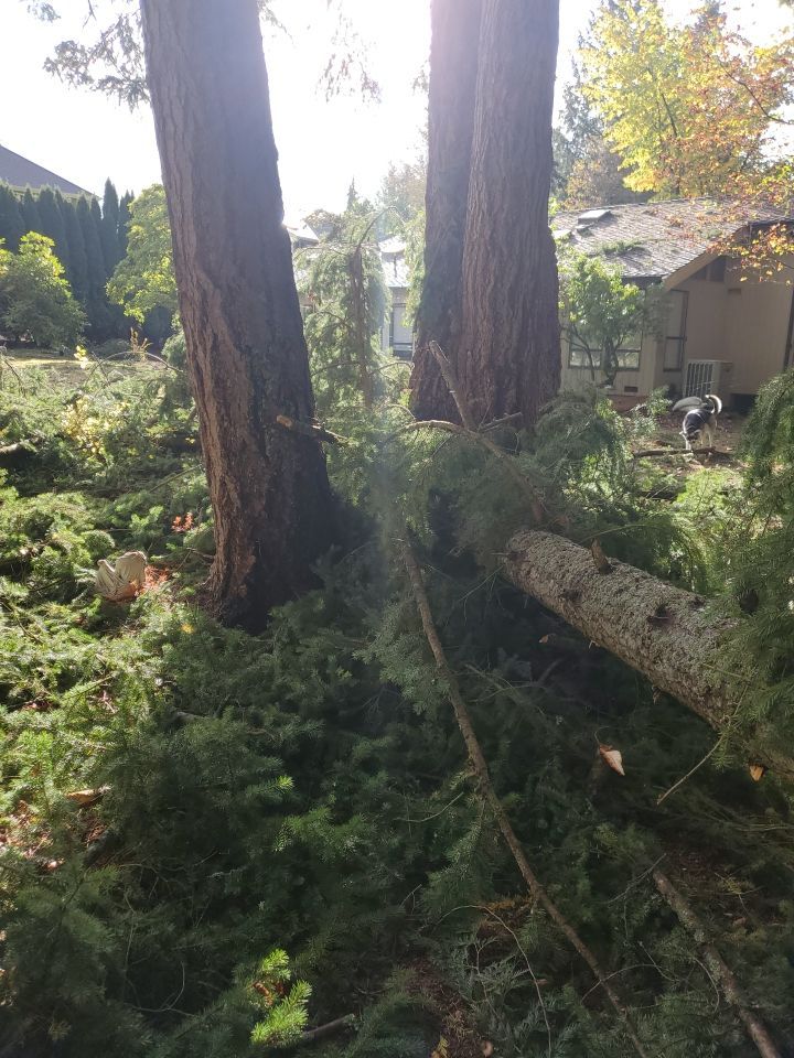 Tree Removal using Tree Removal by Mike Jones & Sons Tree Service LLC 