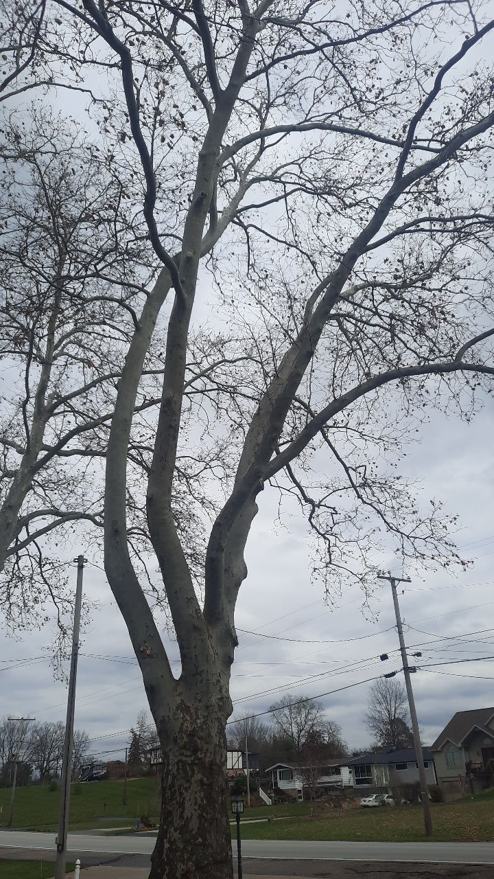 Tree Trimming using Tree Pruing by Mike Jones & Sons Tree Service LLC 