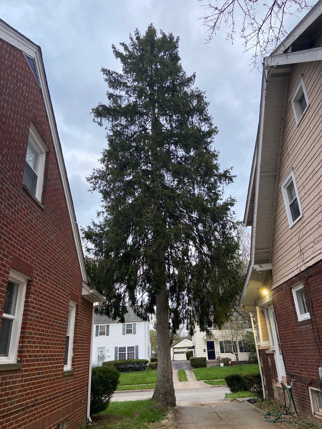 Tree Removal using Tree Removal by Mike Jones & Sons Tree Service LLC 