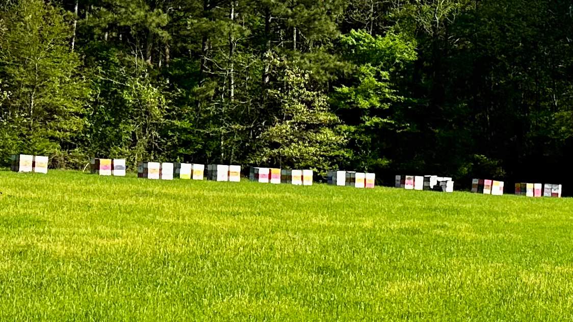 Traylor's Hay Meadow Apiary by Rockwall Honey Bee Company