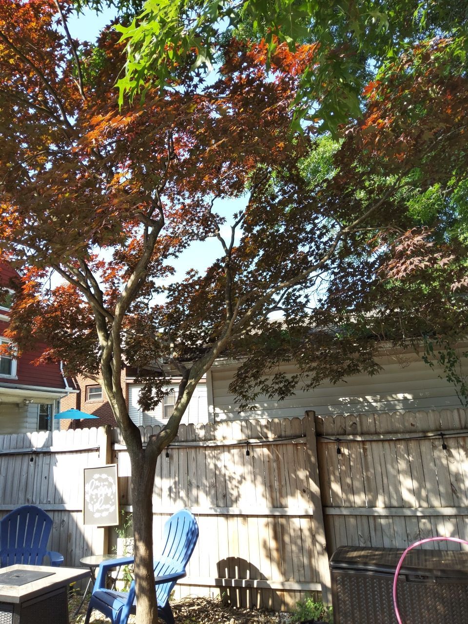 Tree Trimming using Tree Pruing by Mike Jones & Sons Tree Service LLC 