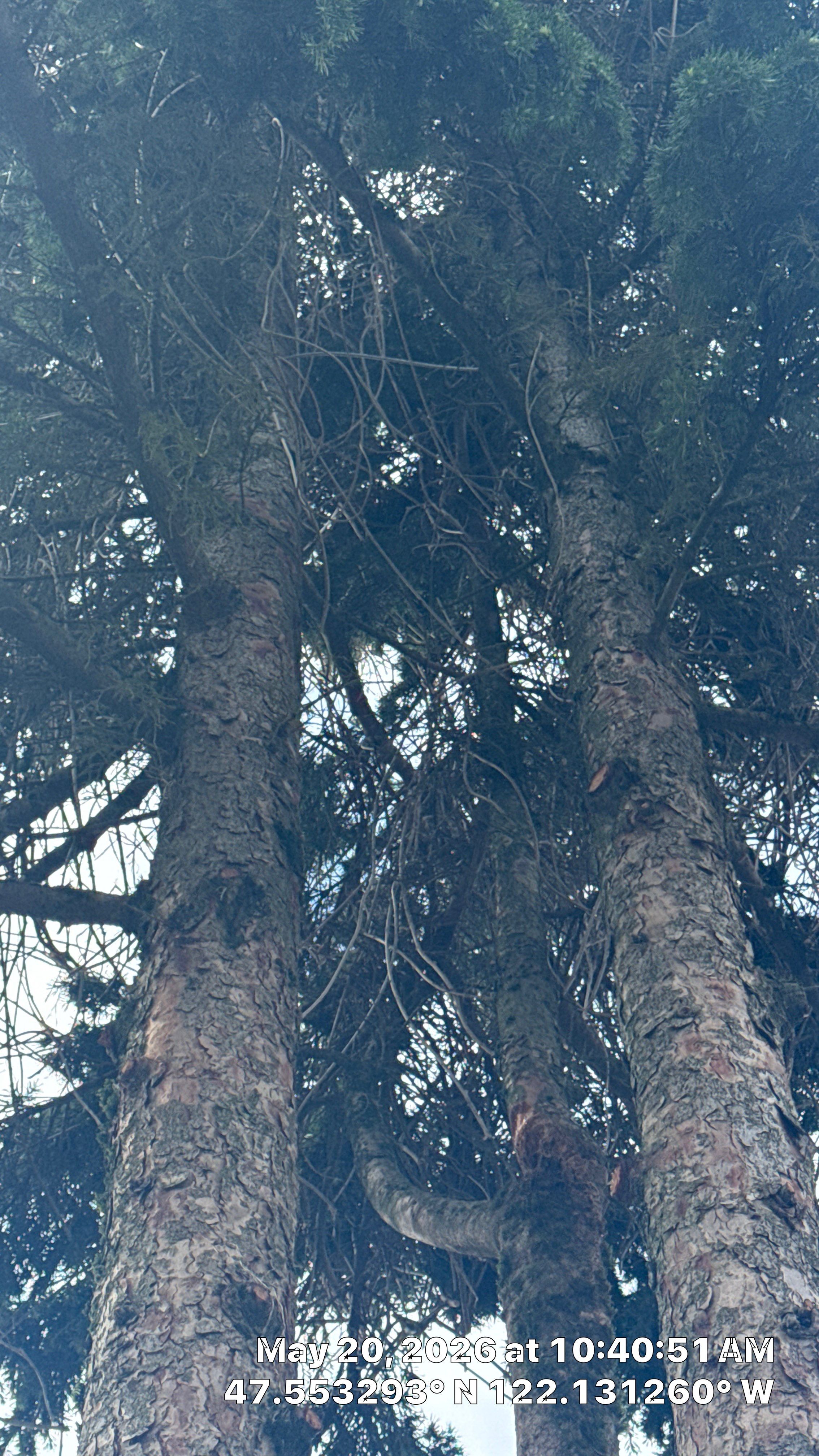 Structural Tree Cabling and Bracing Installation in Bellevue, WA by Sound Tree Care LLC
