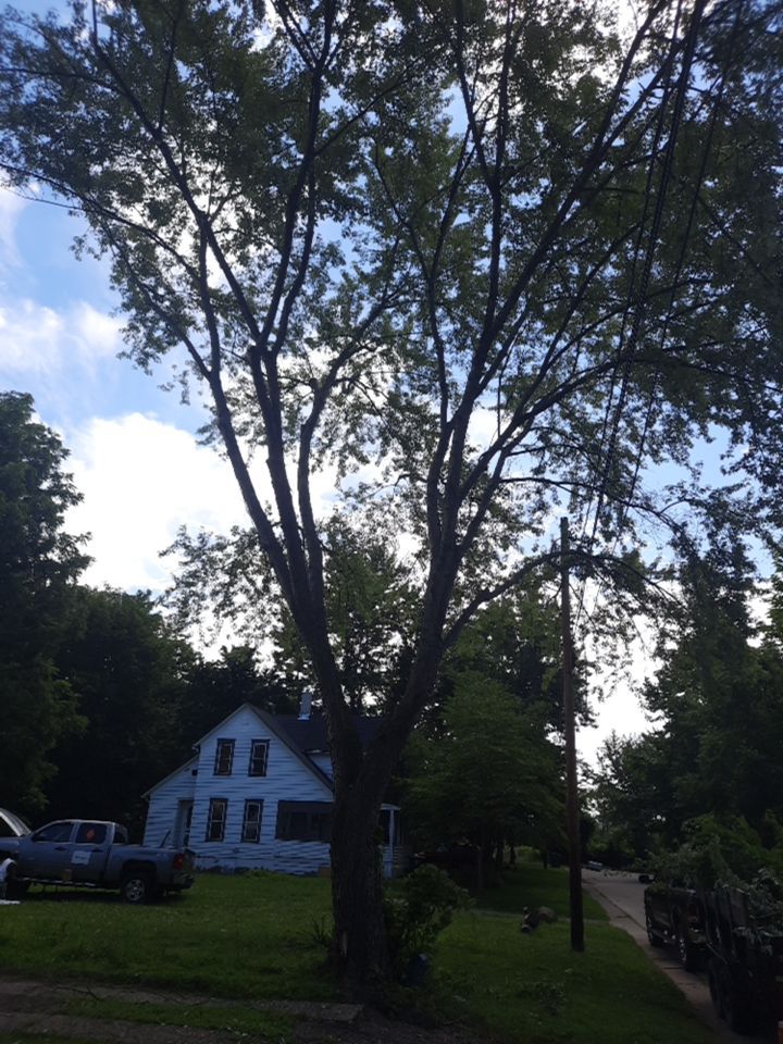 Tree Removal using Tree Removal by Mike Jones & Sons Tree Service LLC 