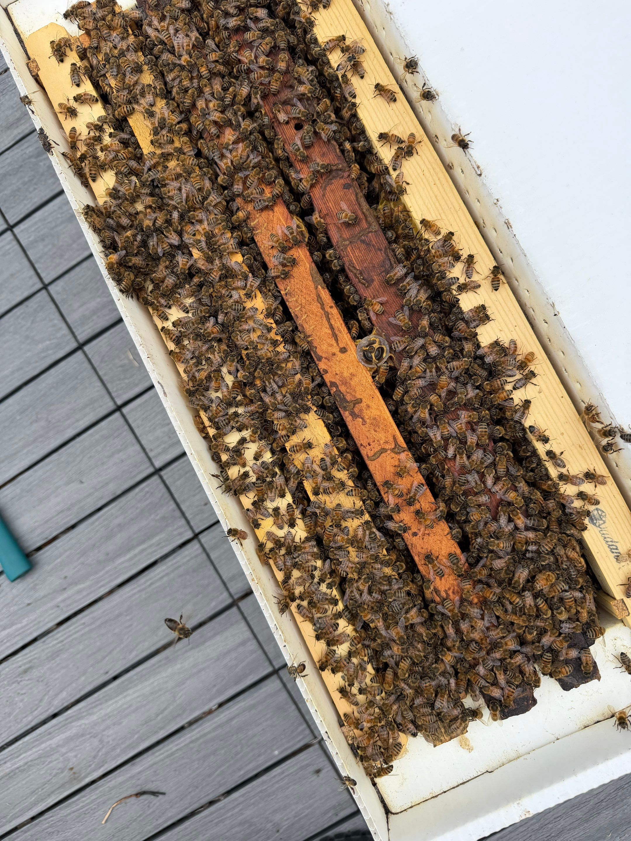 Platform Precious Population by Rockwall Honey Bee Company