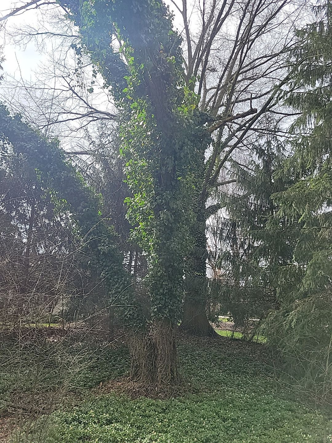 Tree Trimming using Tree Pruing by Mike Jones & Sons Tree Service LLC 