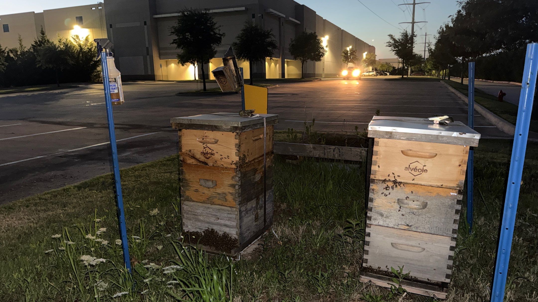 Bees by the Lot by Rockwall Honey Bee Company