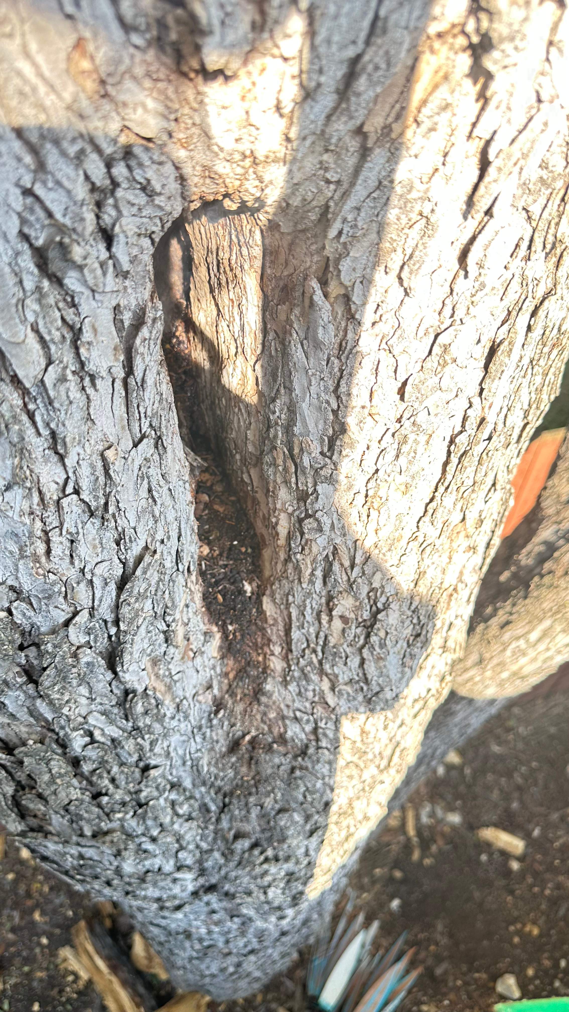 Tree Service Help  by Rockwall Honey Bee Company