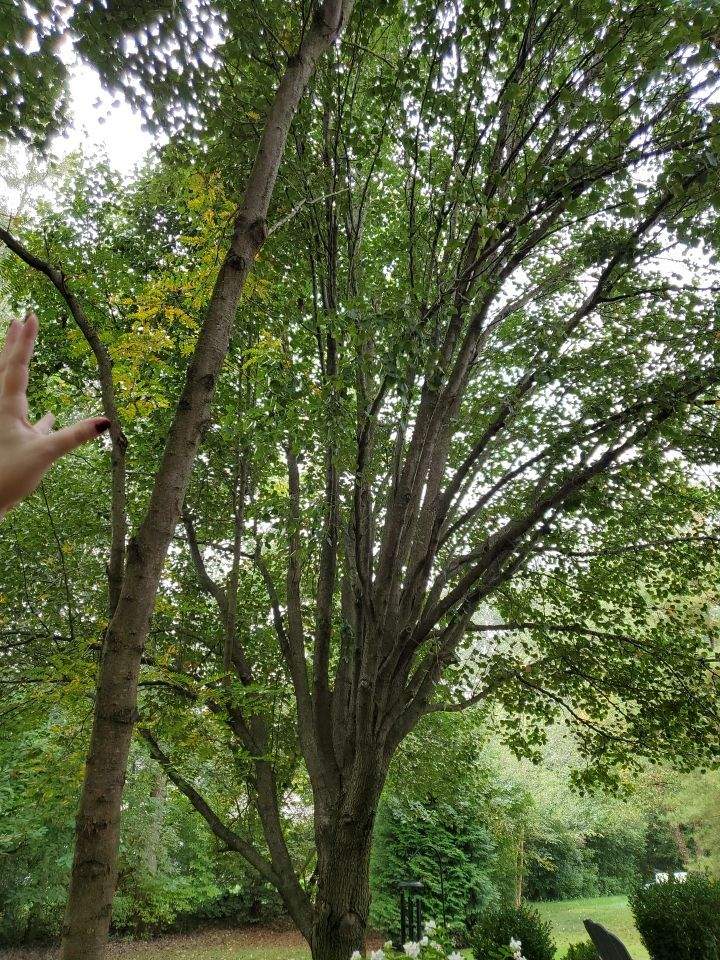 Tree Removal using Tree Removal by Mike Jones & Sons Tree Service LLC 