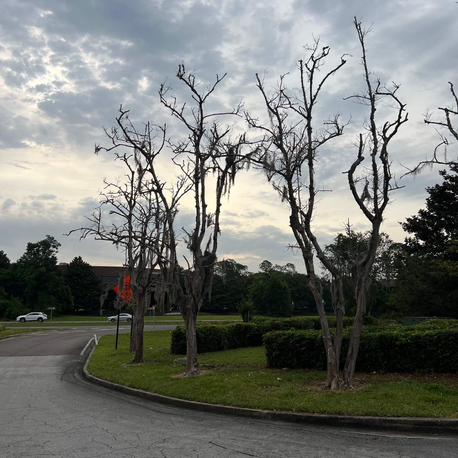 Tree Removal | Avenues Mall by ProGreen Services