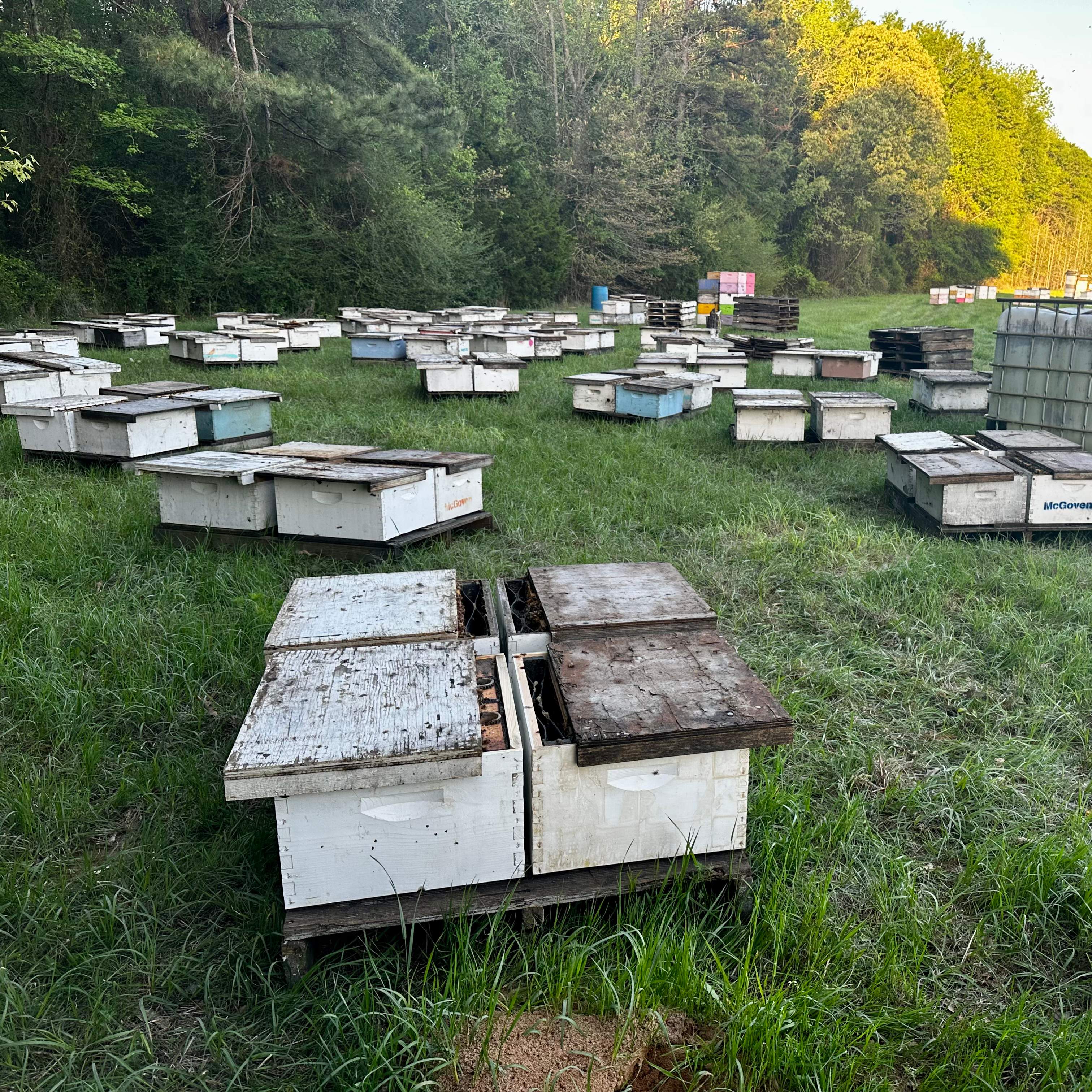 Traylor's Hay Meadow Apiary by Rockwall Honey Bee Company
