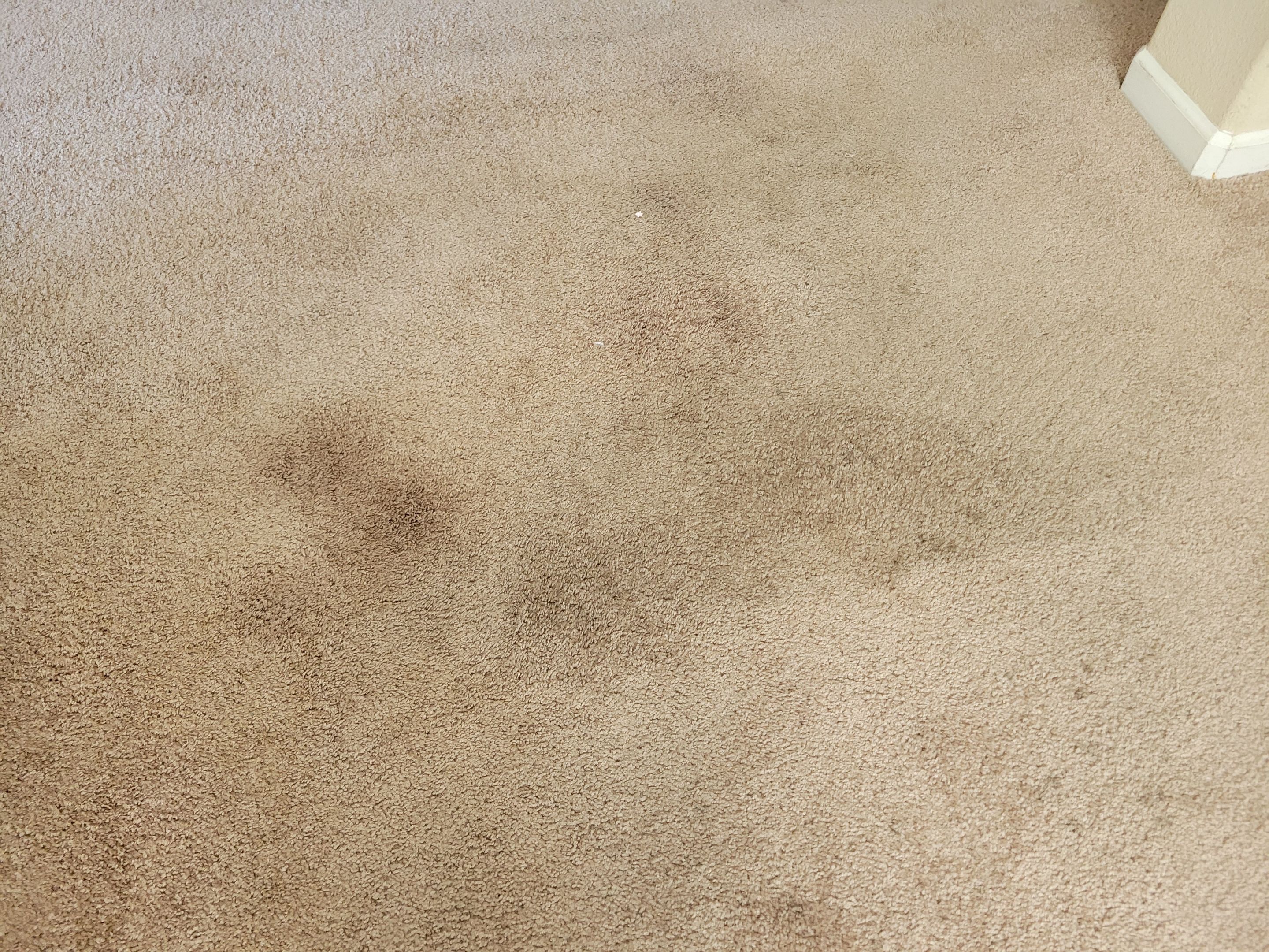 Carpet Re-stretching and Corrective Repair by Ardent Carpet Restore LLC