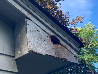 Soffit- End Squirrel entry