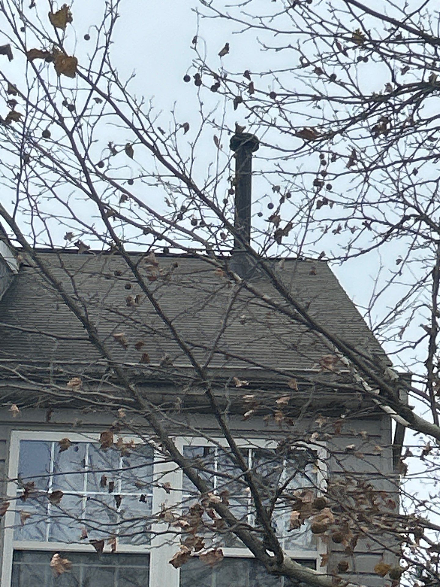 Sterling: Residential Roof Replacement with CertainTeed Landmark Pro in Max Def Driftwood by RM Banning, Inc.