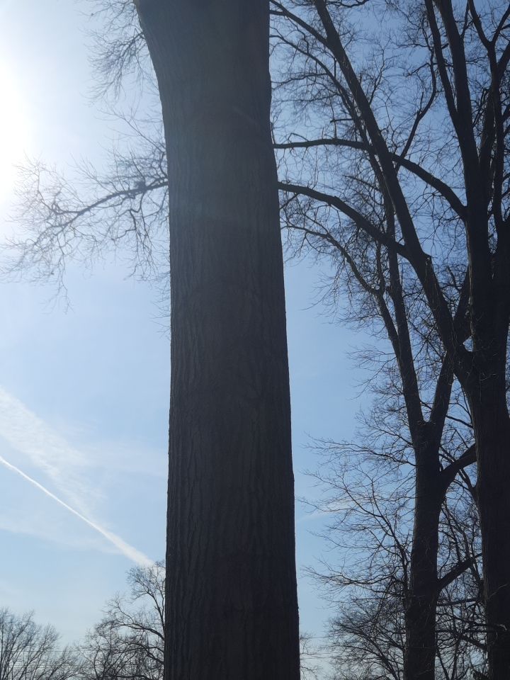 Tree Trimming using Tree Pruing by Mike Jones & Sons Tree Service LLC 