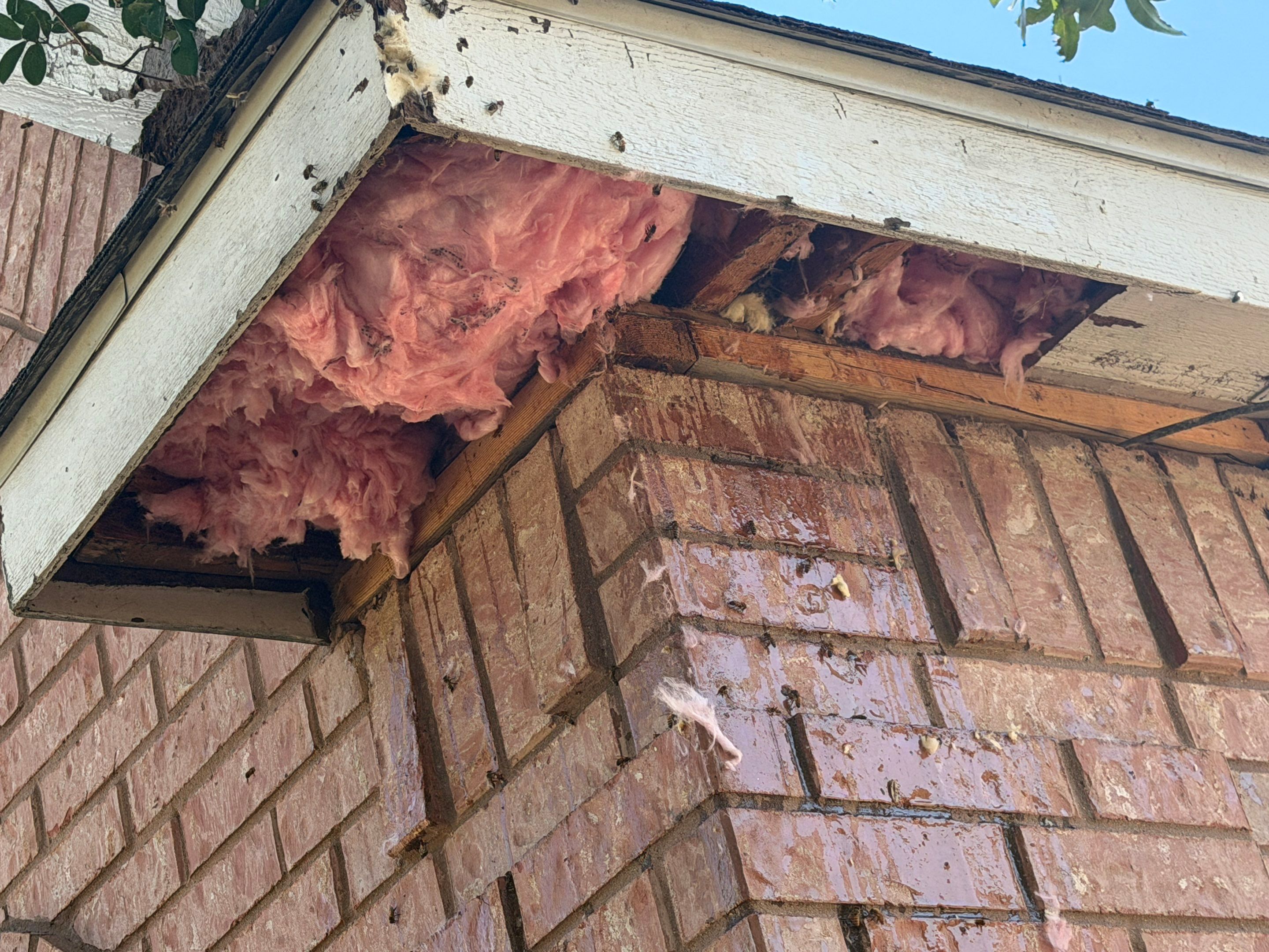 Mississippi Kite Family Supervises by Rockwall Honey Bee Company