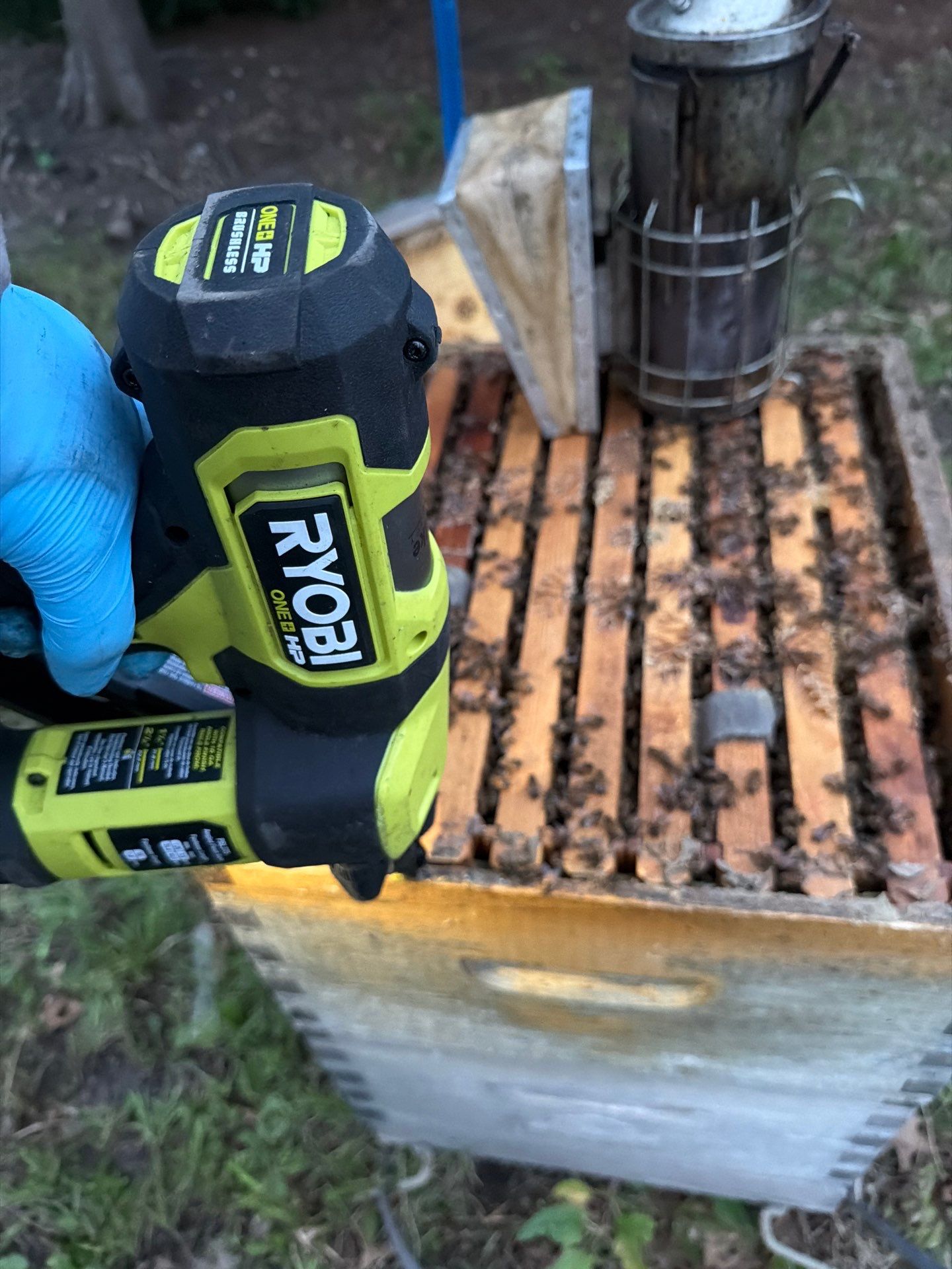 Bees by the Lot by Rockwall Honey Bee Company