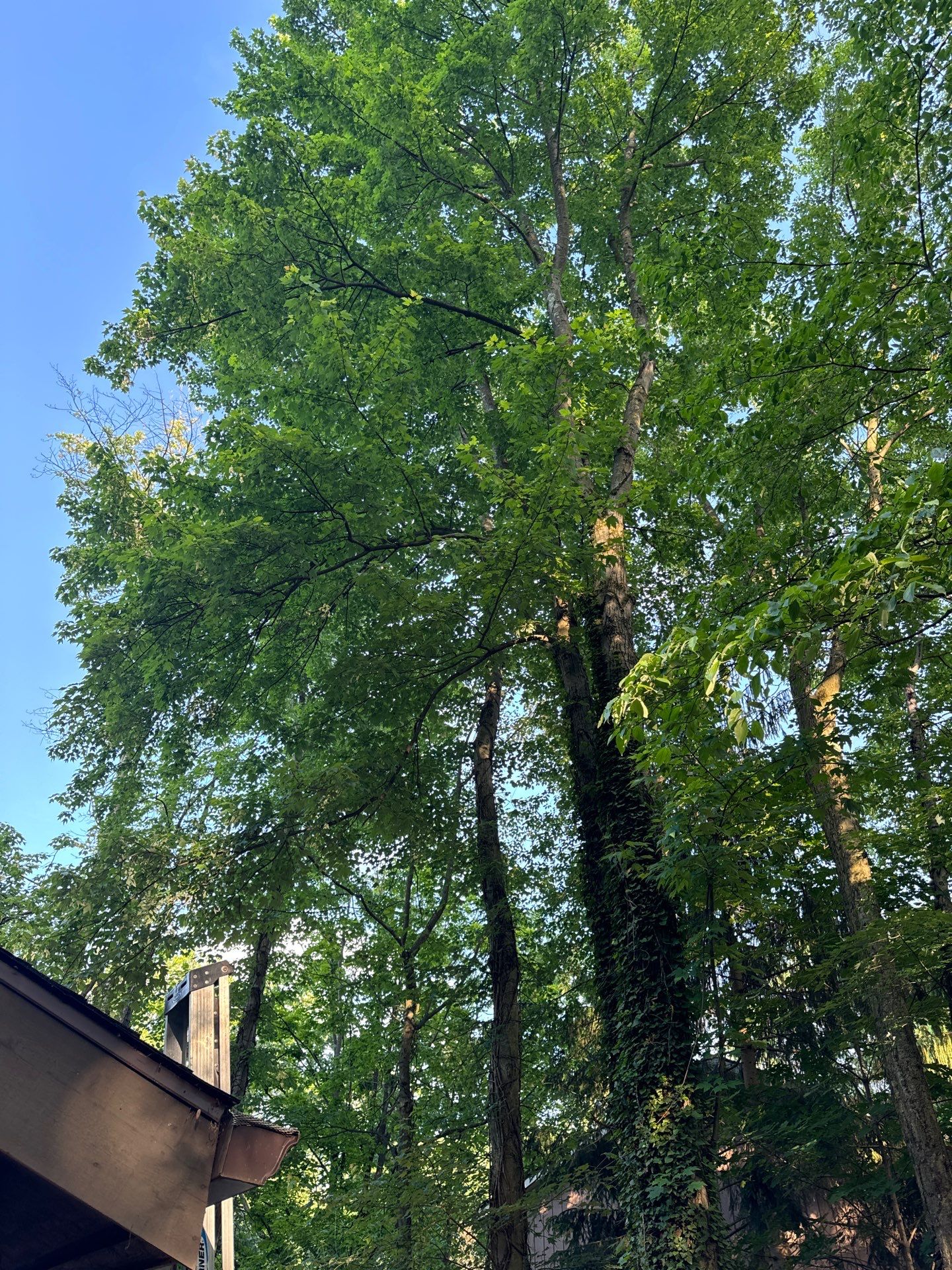 Tree Trimming using Tree Pruing by Mike Jones & Sons Tree Service LLC 
