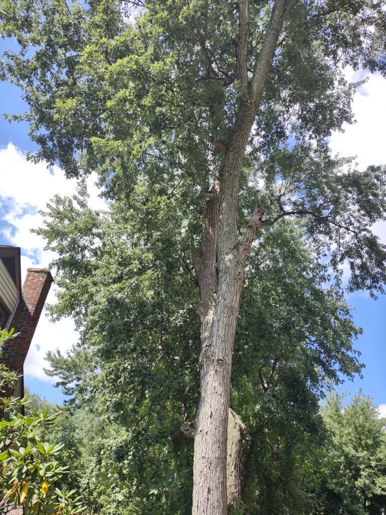 Tree Trimming using Tree Pruing by Mike Jones & Sons Tree Service LLC 