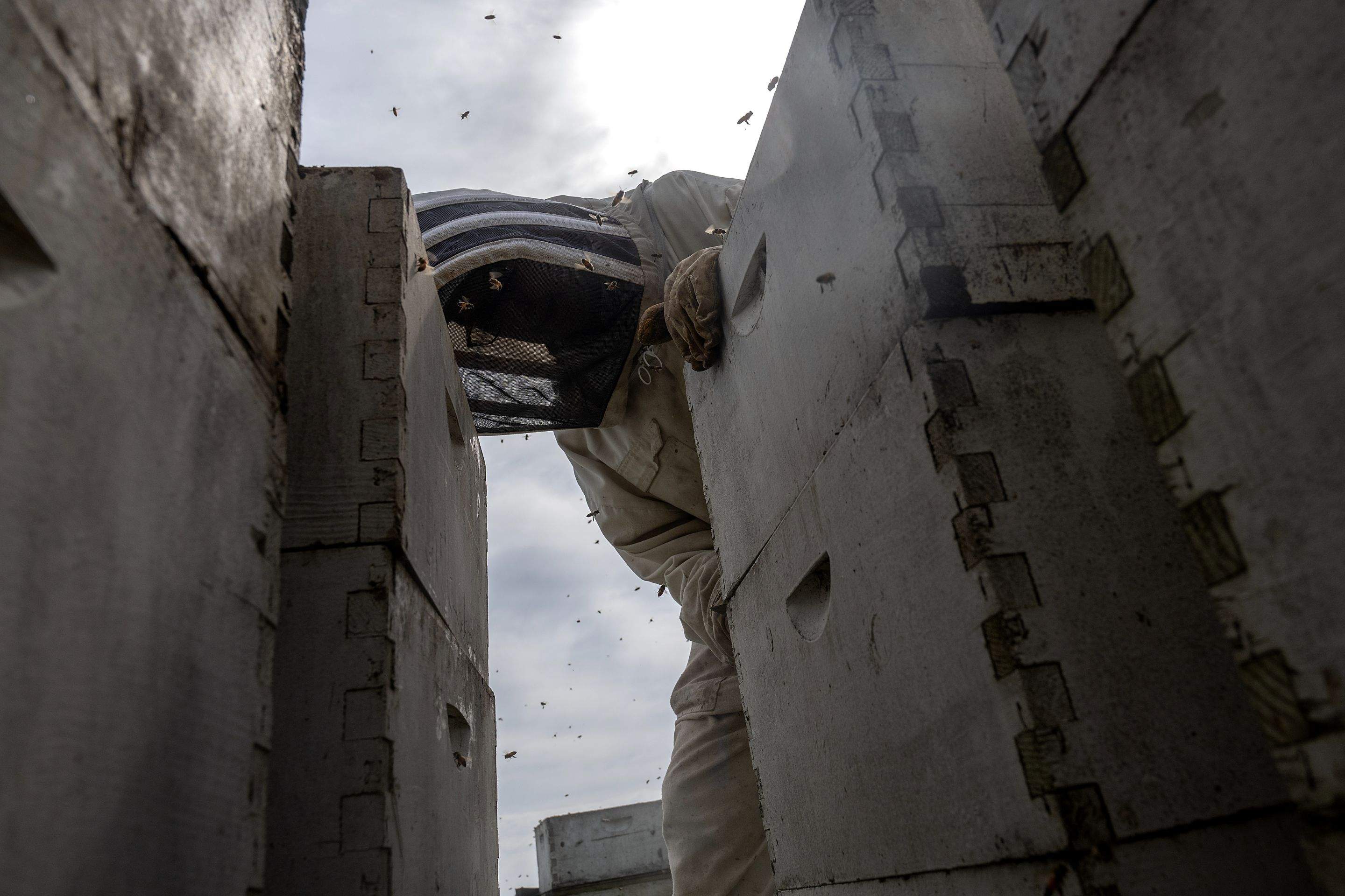 Splits in East Texas by Rockwall Honey Bee Company