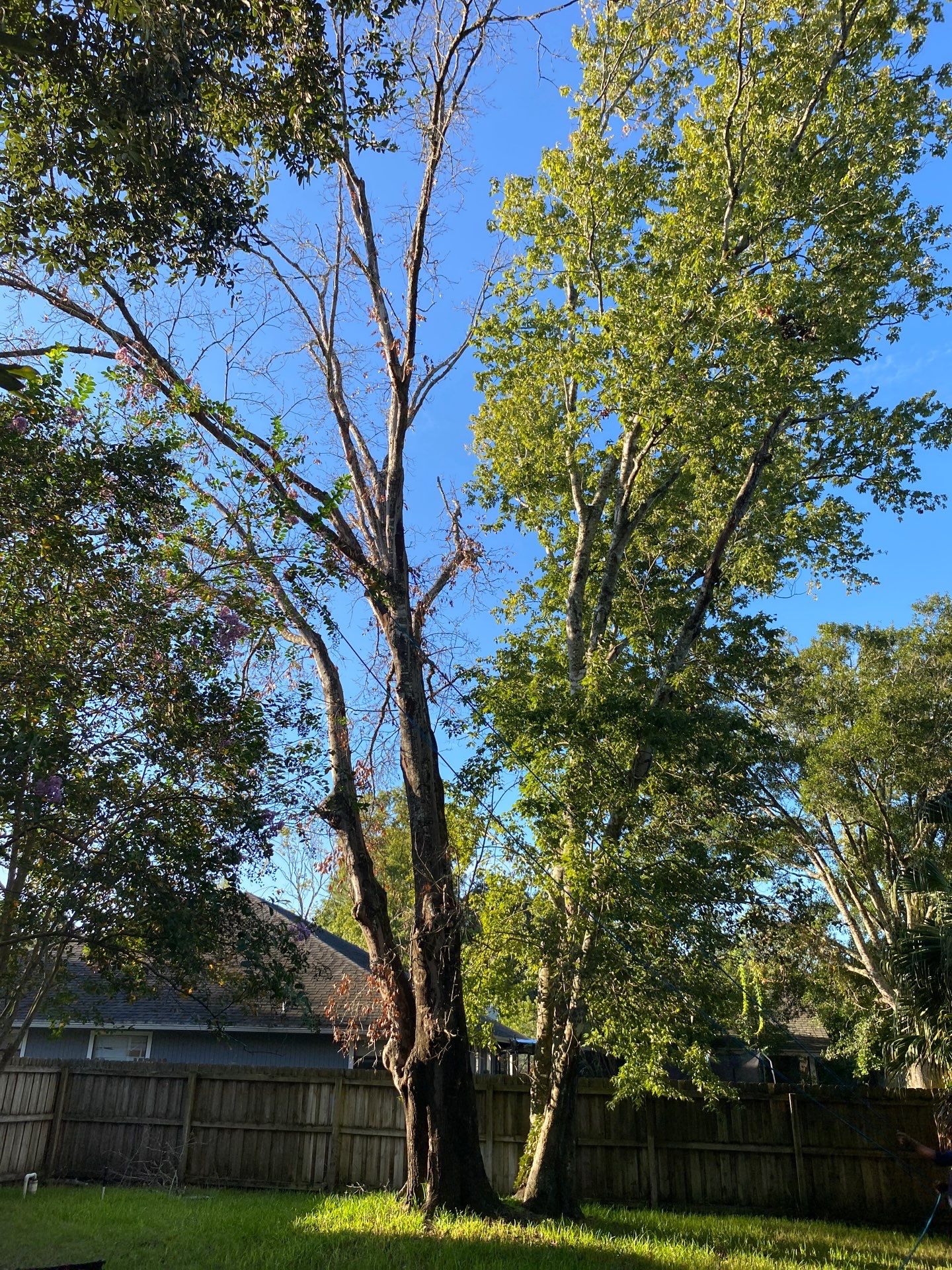 Tree Removal | Residential by ProGreen Services