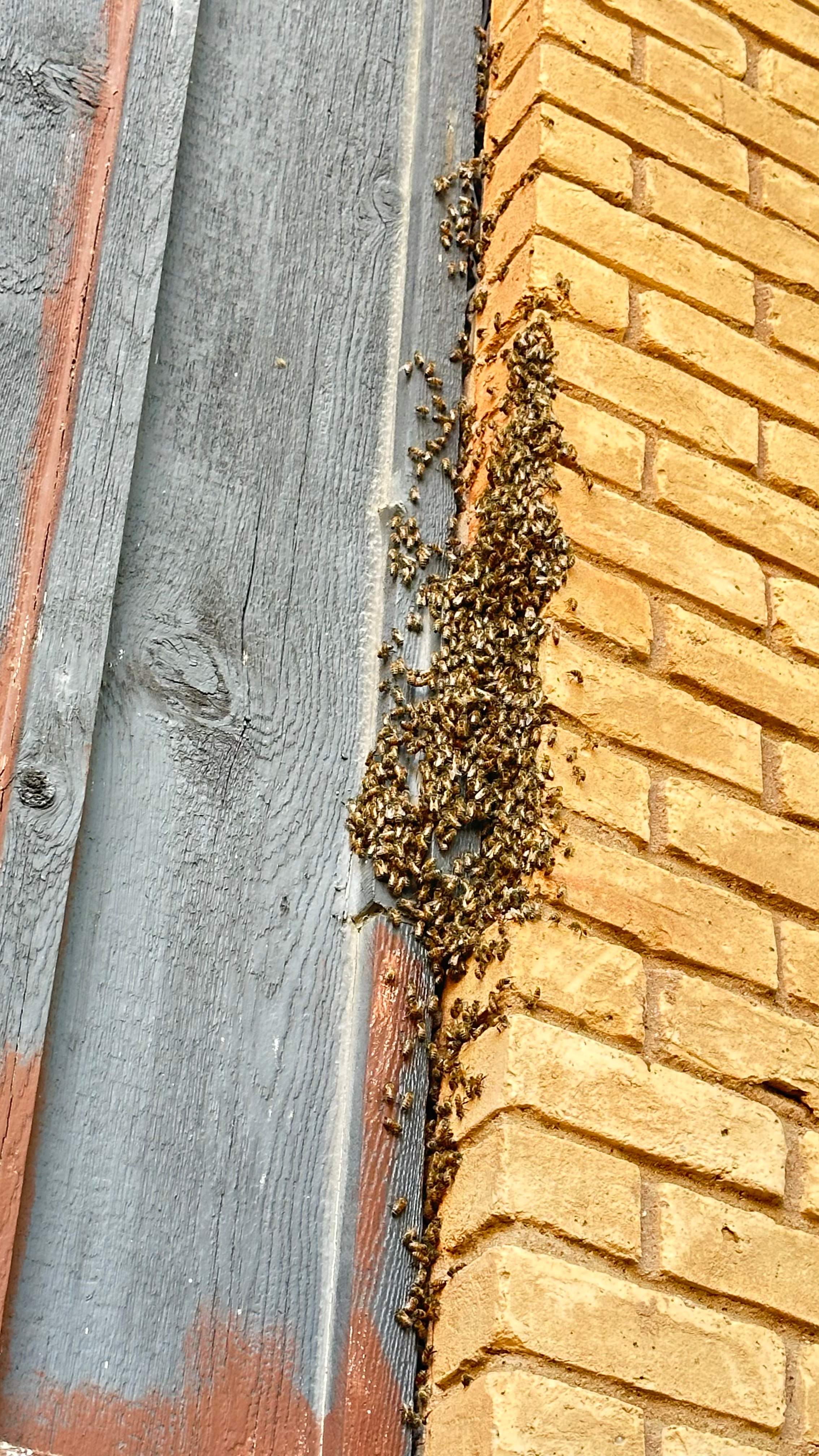 Under-foot. by Rockwall Honey Bee Company