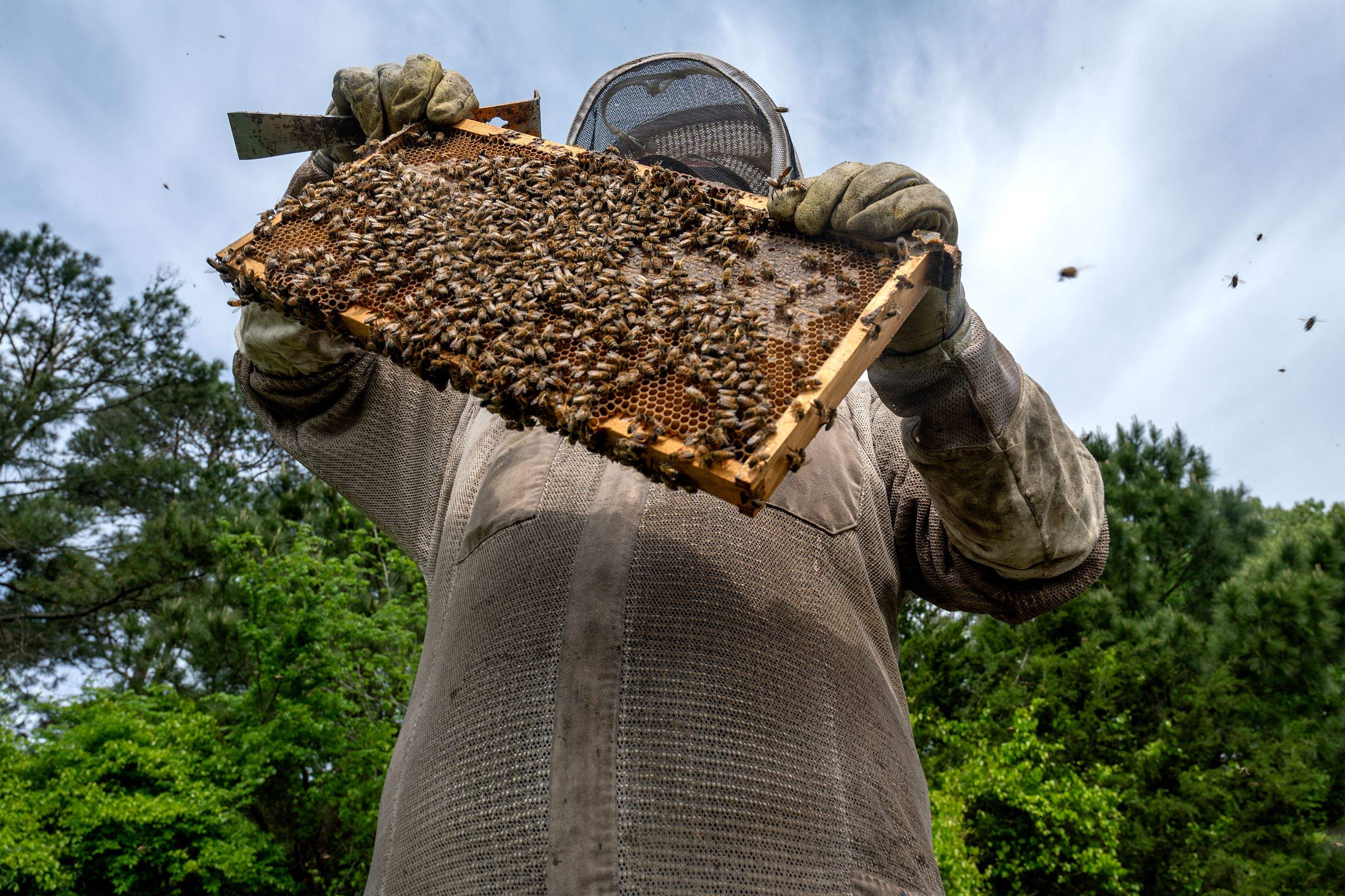 Splits in East Texas by Rockwall Honey Bee Company