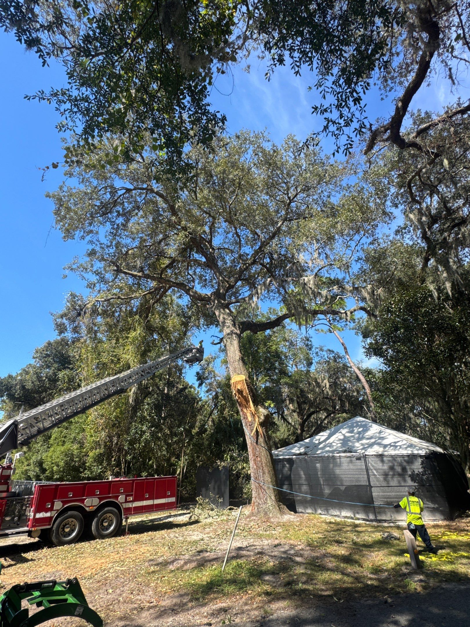 Episcopal | Large Tree Removal by ProGreen Services