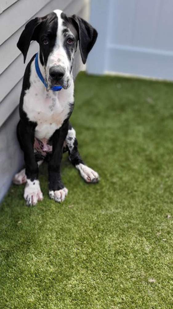 K9Grass in Garrett, IN by ForeverLawn NEIN/INDY