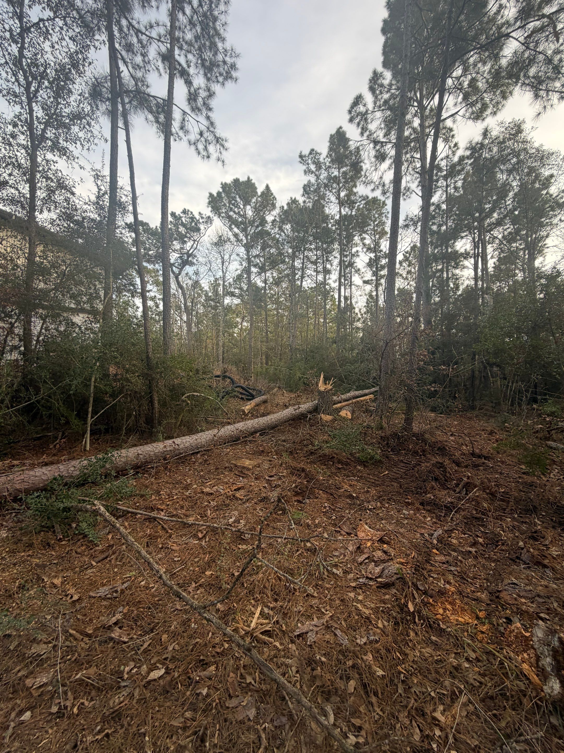 Saw Stuck In A Tree by Harden Enterprise Services LLC