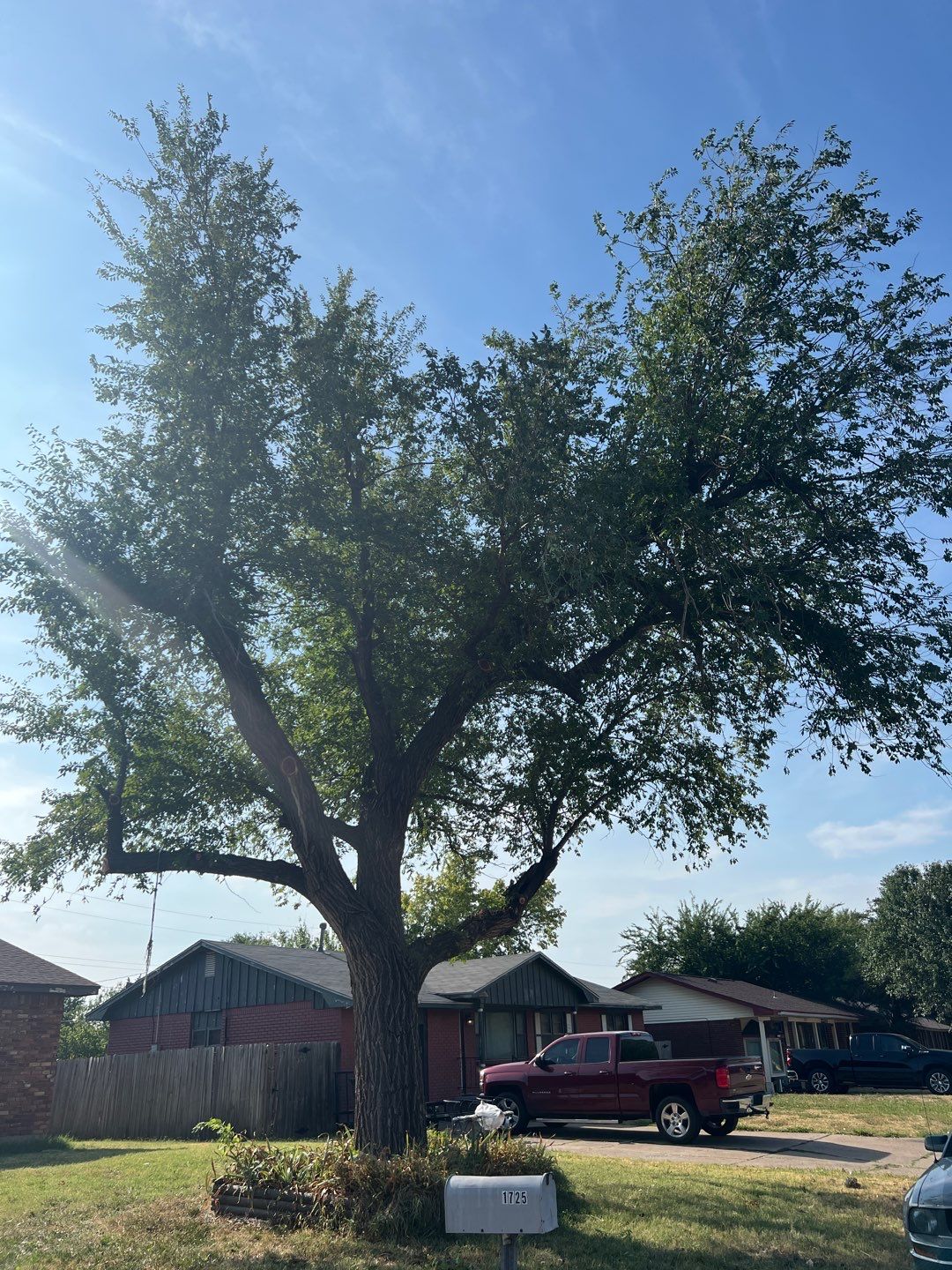 Tree Trimming by Clays Services Inc