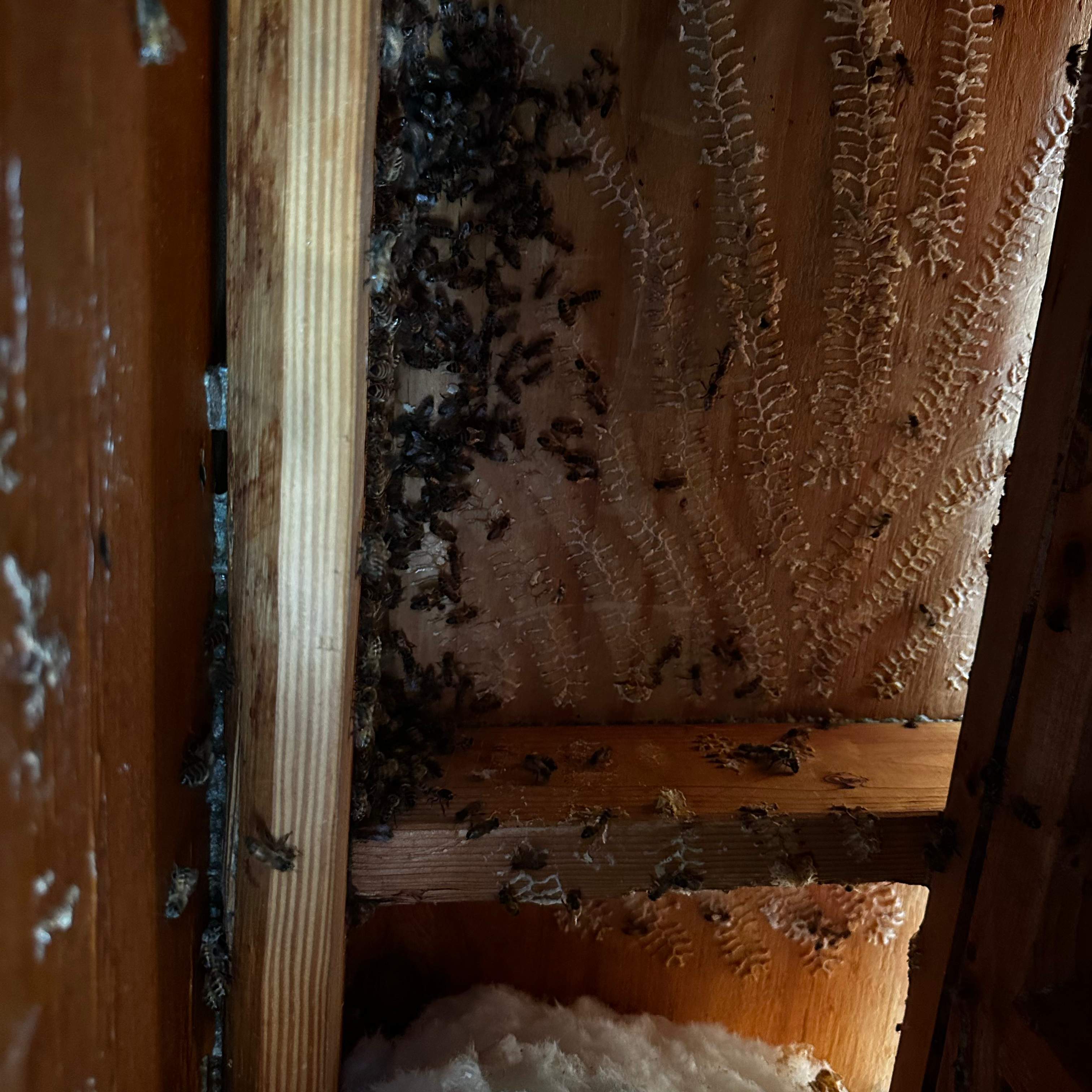 Ceiling Cutout by Rockwall Honey Bee Company