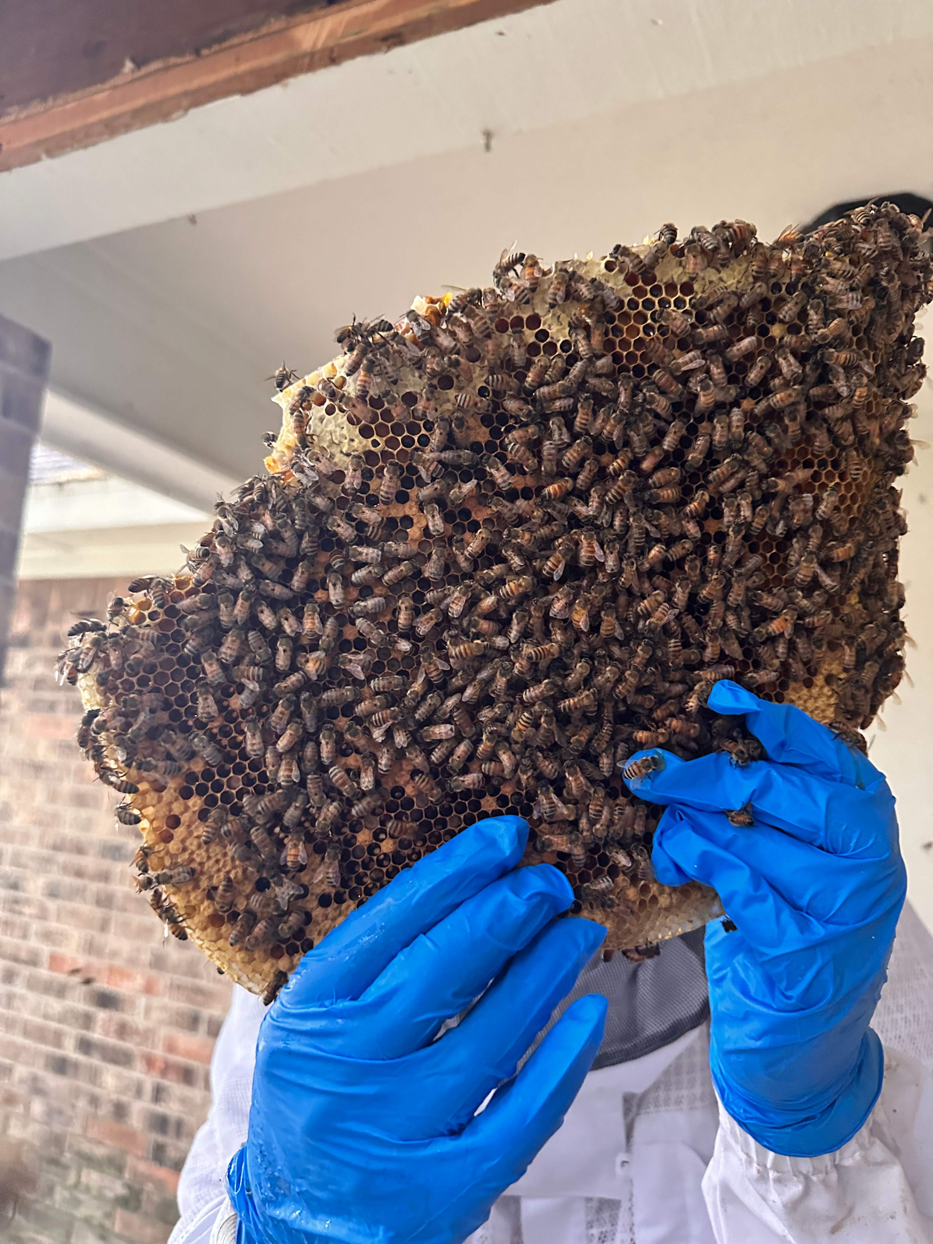 Yes, Professor. by Rockwall Honey Bee Company