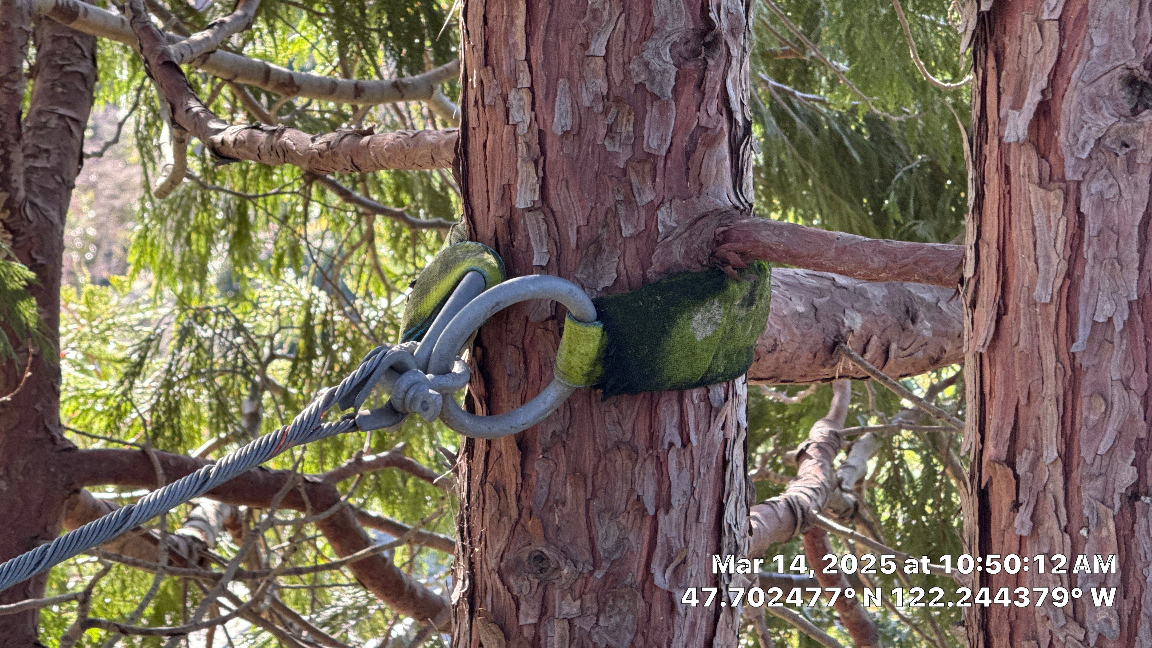 🧾 Tree Support System Assessment & Landmark Tree Risk Report – Holmes Point, Kirkland, WA by Sound Tree Care LLC