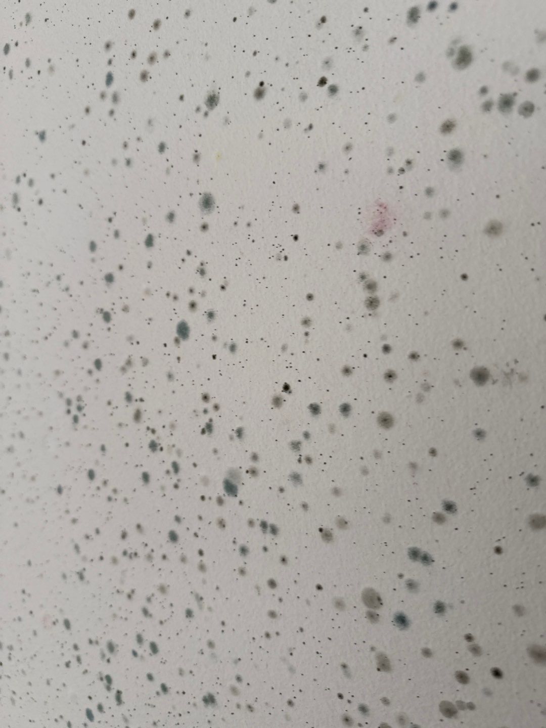 Large‑Loss Water Damage, Structural Drying & Mold Remediation – Rehoboth Beach, DE by Healthy Home Solutions