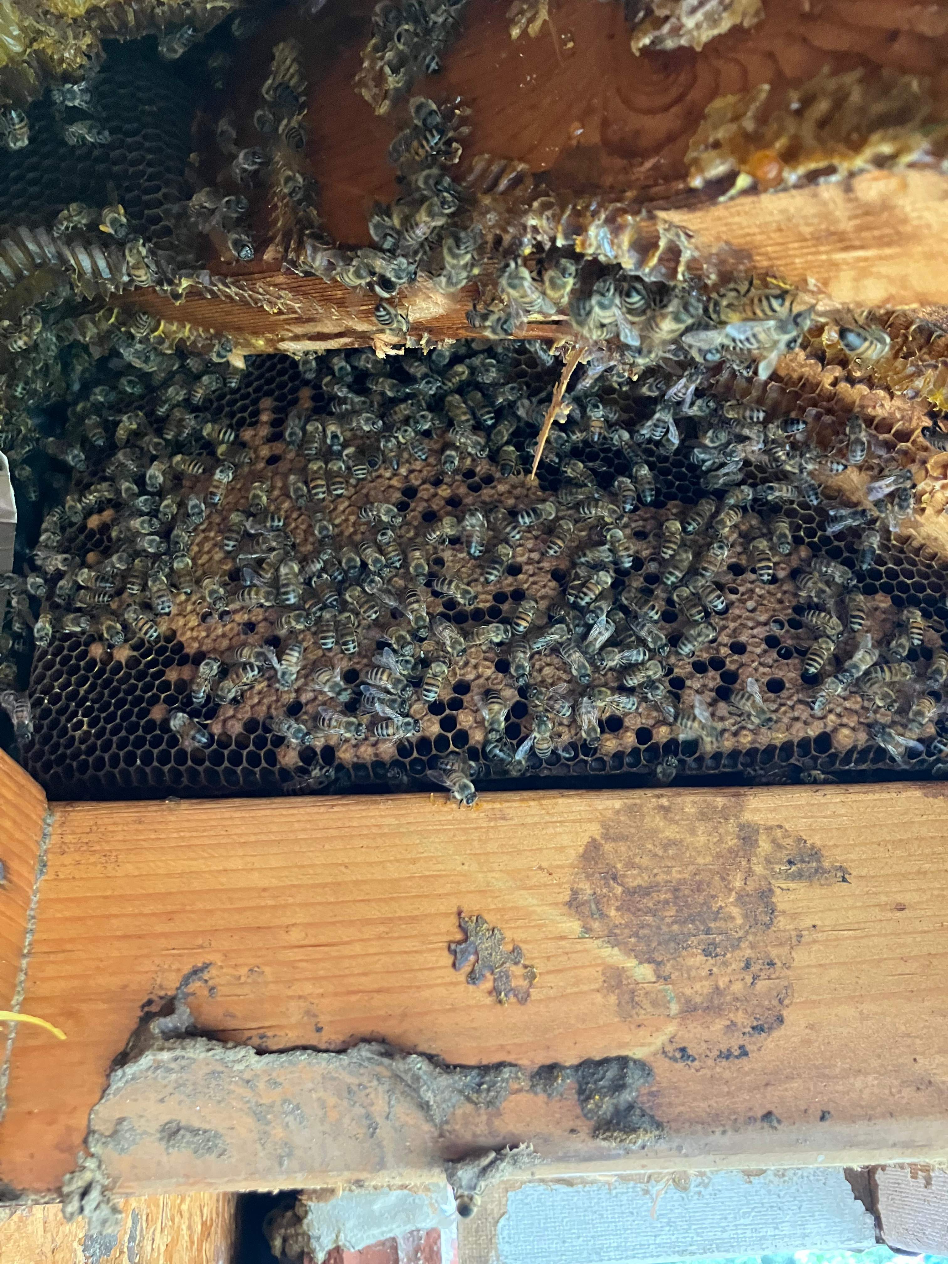 Caution! by Rockwall Honey Bee Company