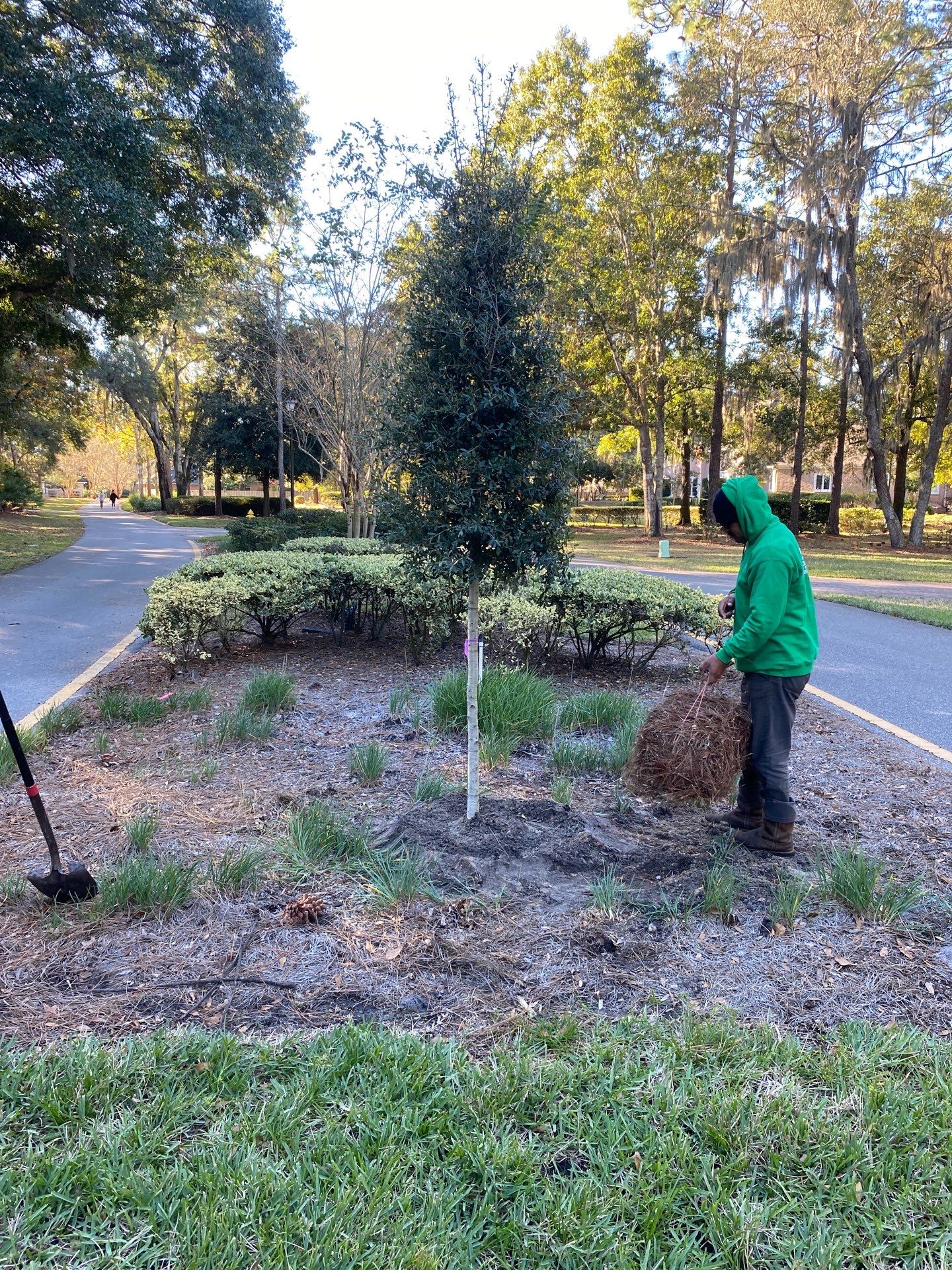 Deerwood Community | Oak Tree Replacement Project by ProGreen Services