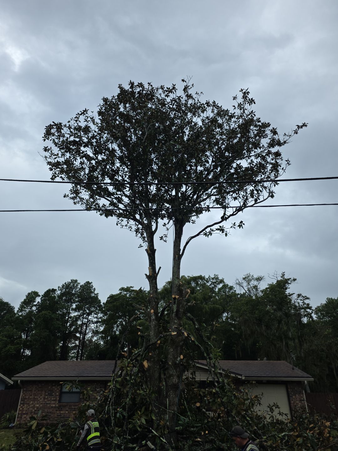 Tree Removal & Sod Install | Residential by ProGreen Services